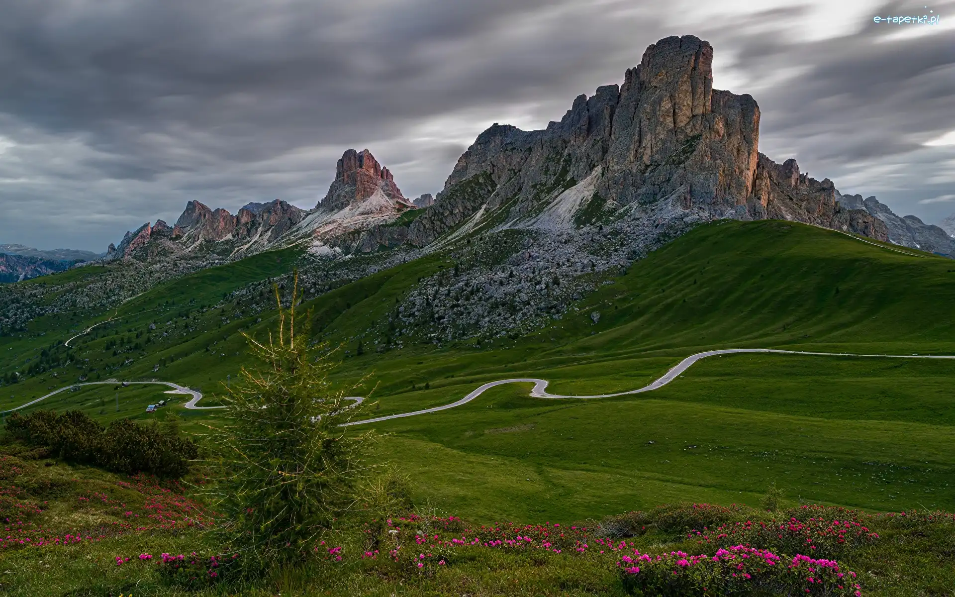 Łąki, Giau Pass, Drzewo, Góra Ra Gusela, Włochy, Dolomity, Droga, Belluno, Kręta, Góry, Kwiaty