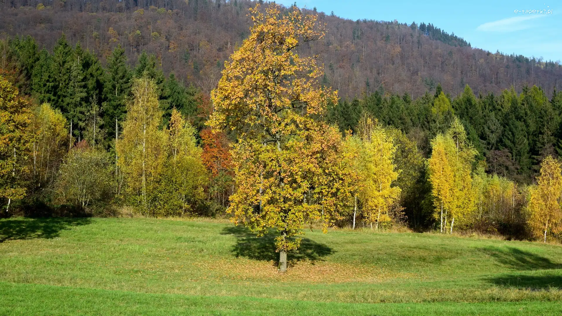 Drzewa, Łąka, Wzgórza, Las