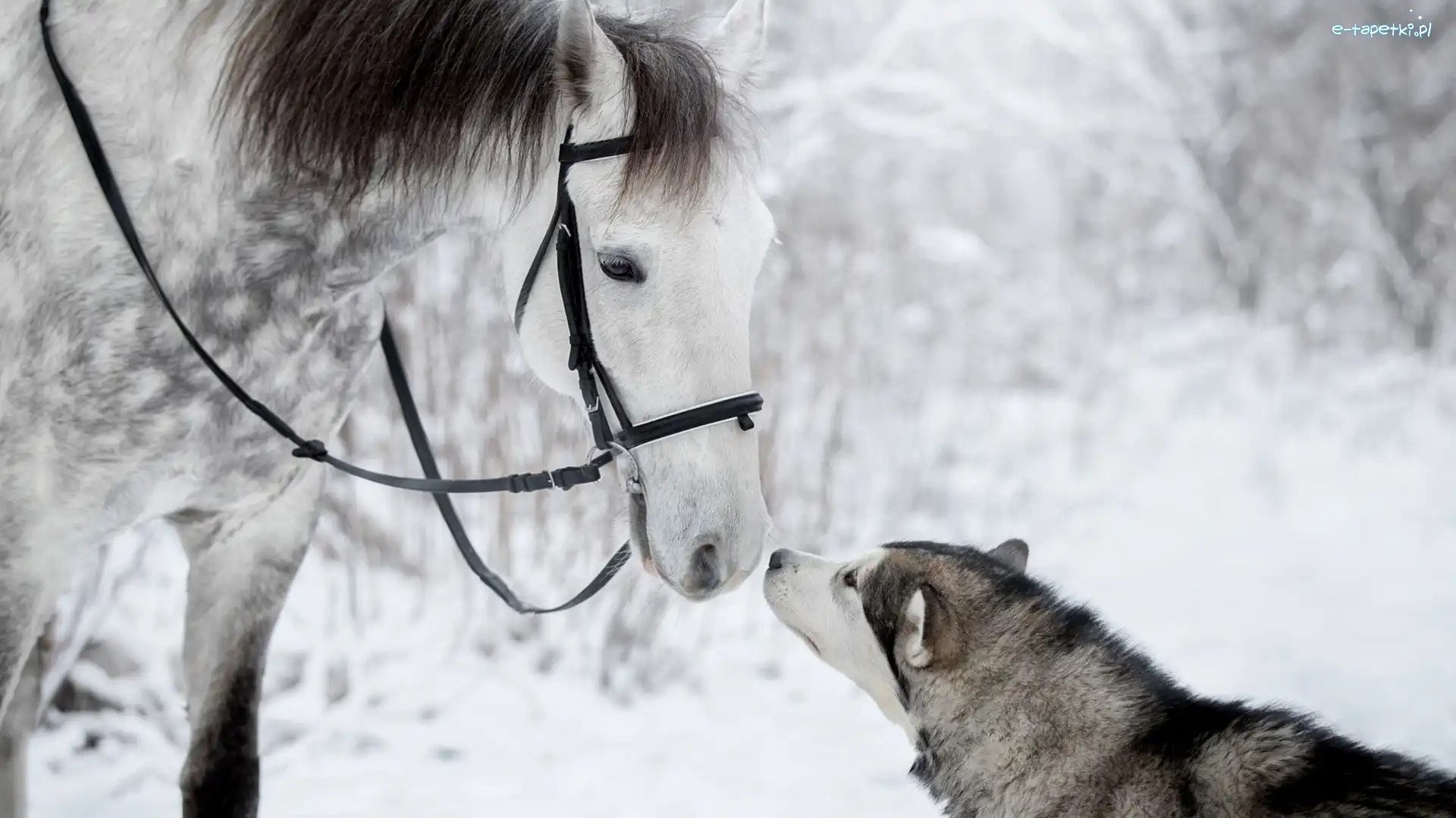 Pies, Zima, Siberian husky, Koń