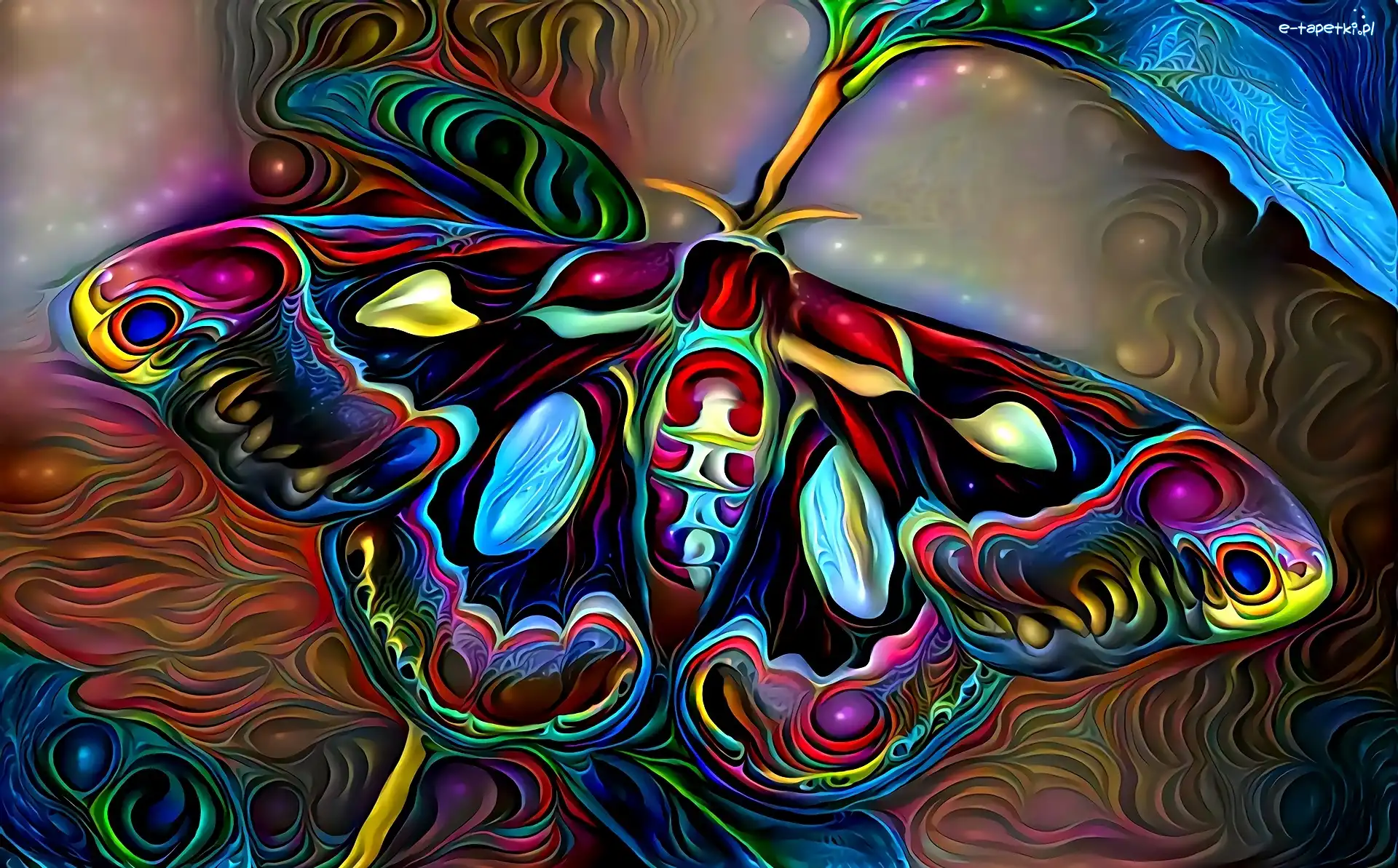 Motyl, Grafika
