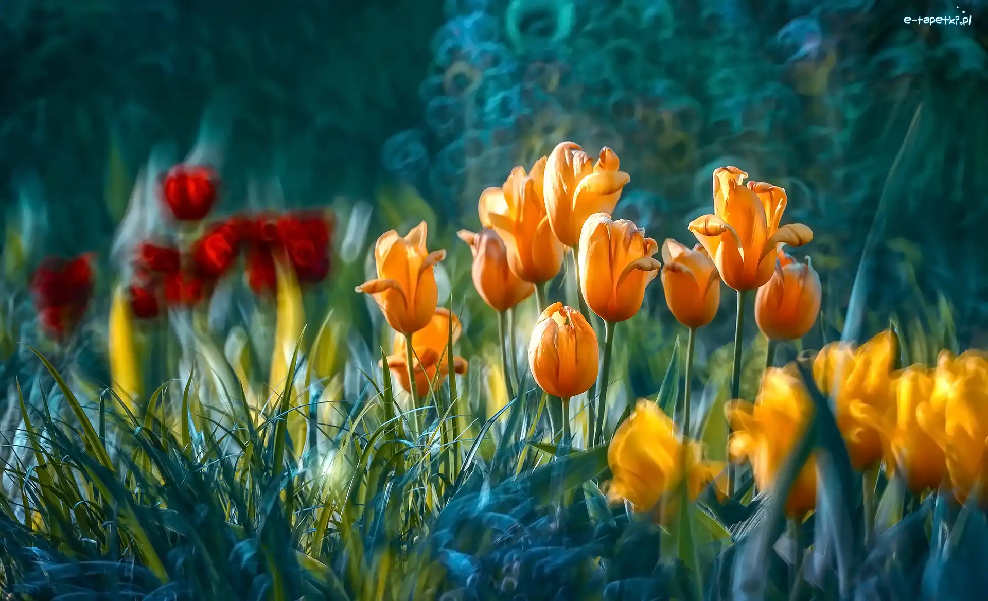 Kolorowe, Rozmycie, Tulipany, Kwiaty