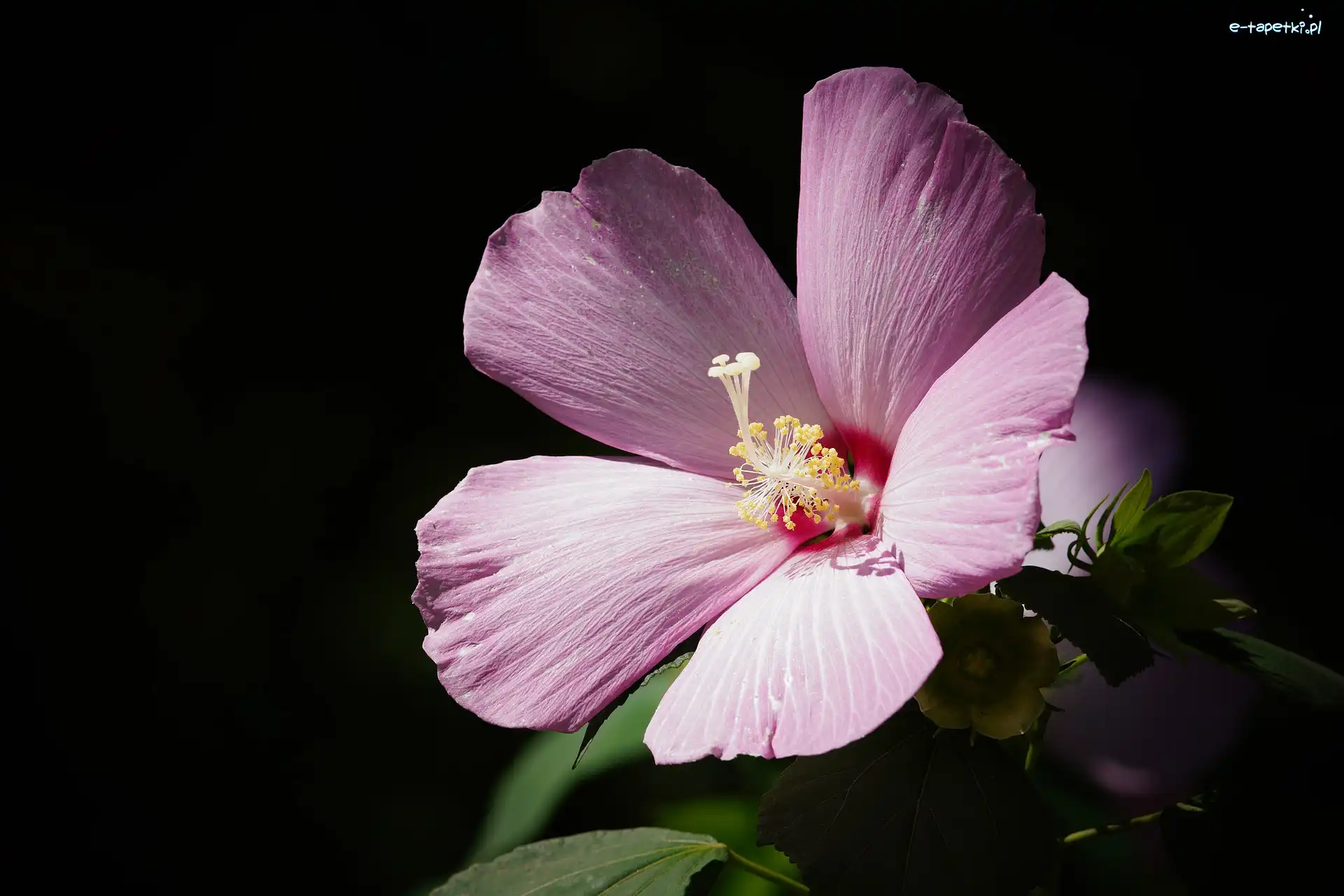 Fioletowy, Hibiskus, Kwiat, Czarne tło, Ketmia