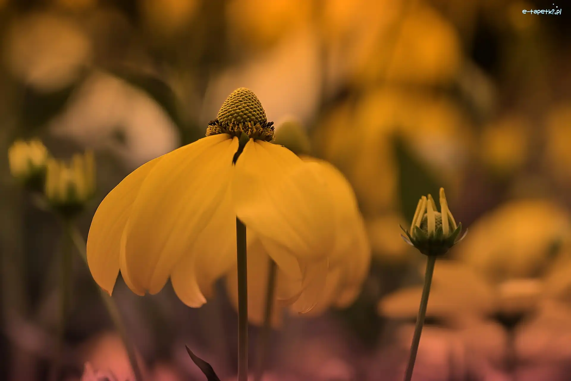 Rudbekia naga, Żółta, Kwiat