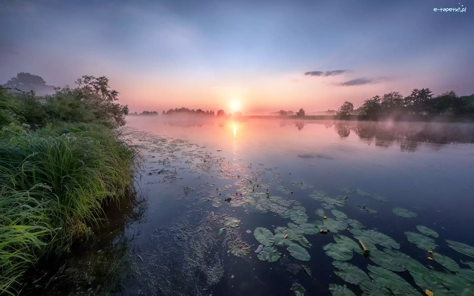 Wschód słońca, Świt, Lilie, Rzeka Dubna, Trawa, Łotwa, Łatgalia, Wodne, Mgła