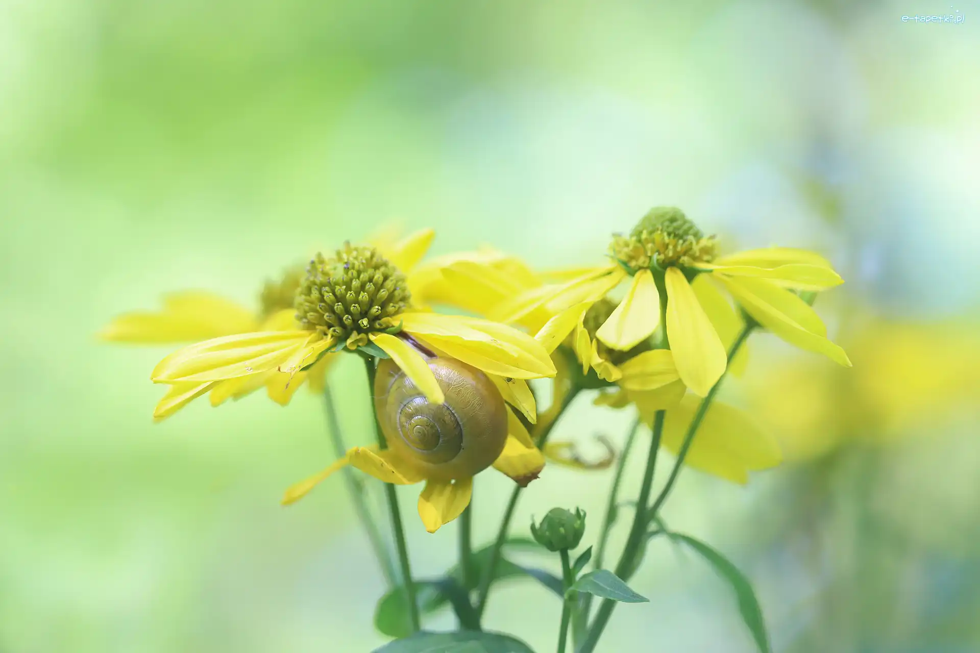 Żółte, Ślimak, Kwiaty, Rudbekia