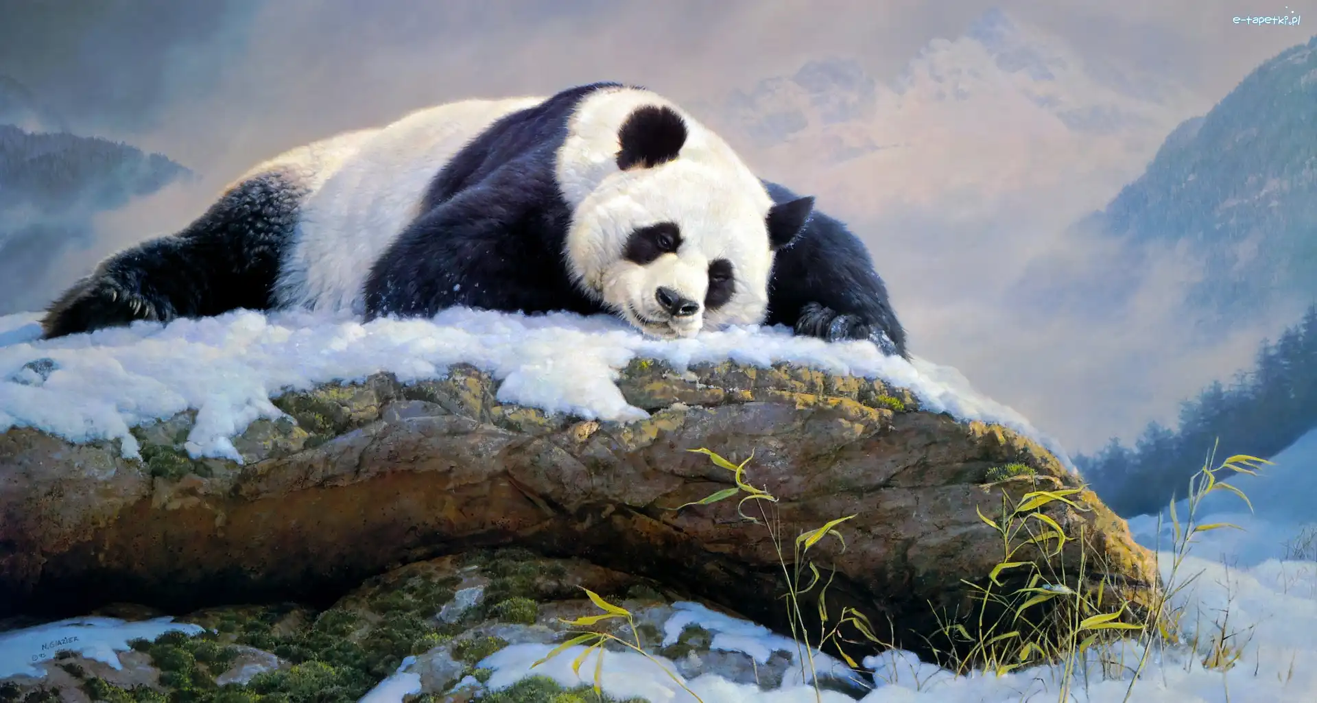 Panda wielka, Śnieg, Skała, Nancy Glazier, Malarstwo