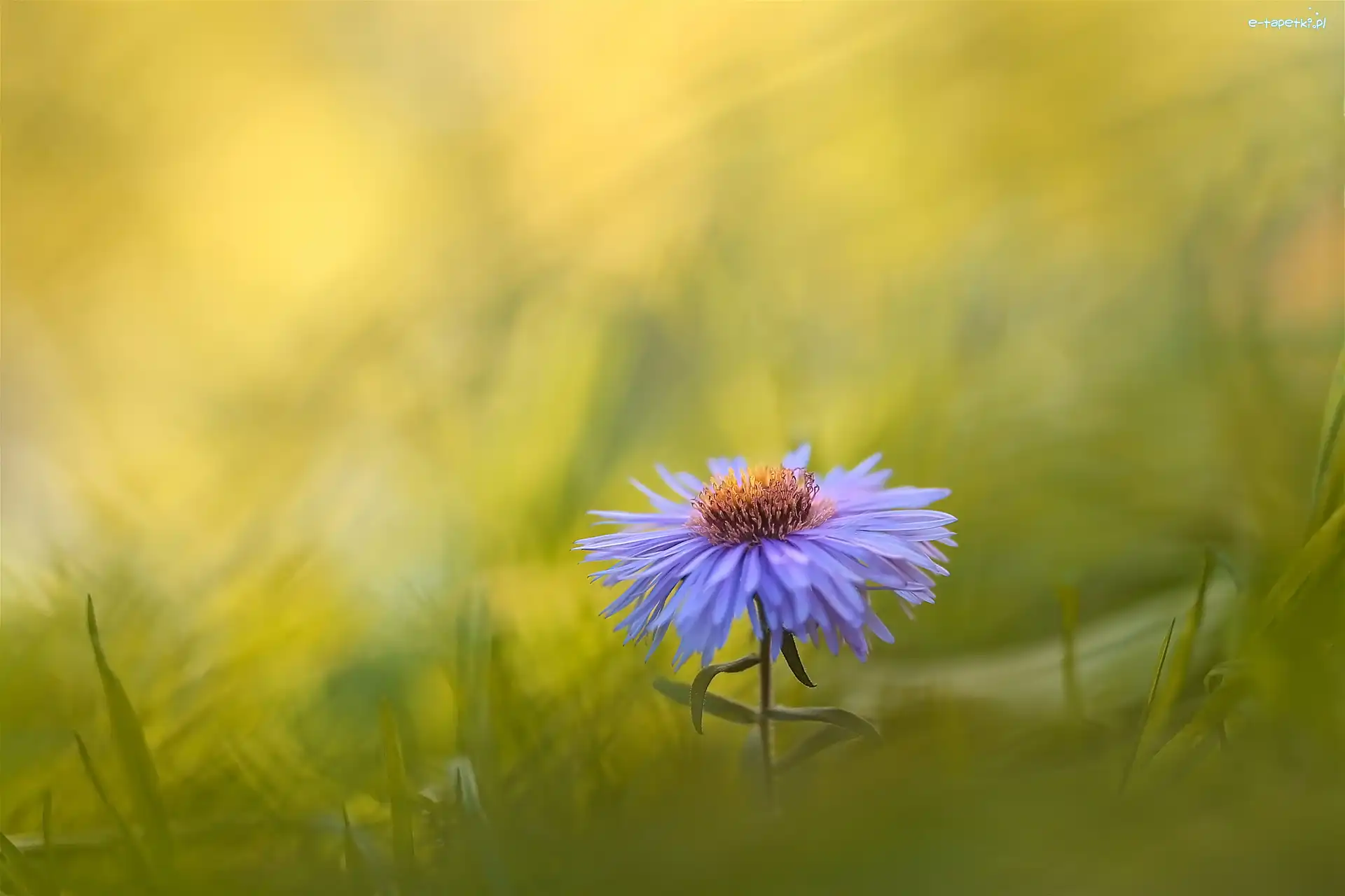Rozmycie, Aster, Kwiat