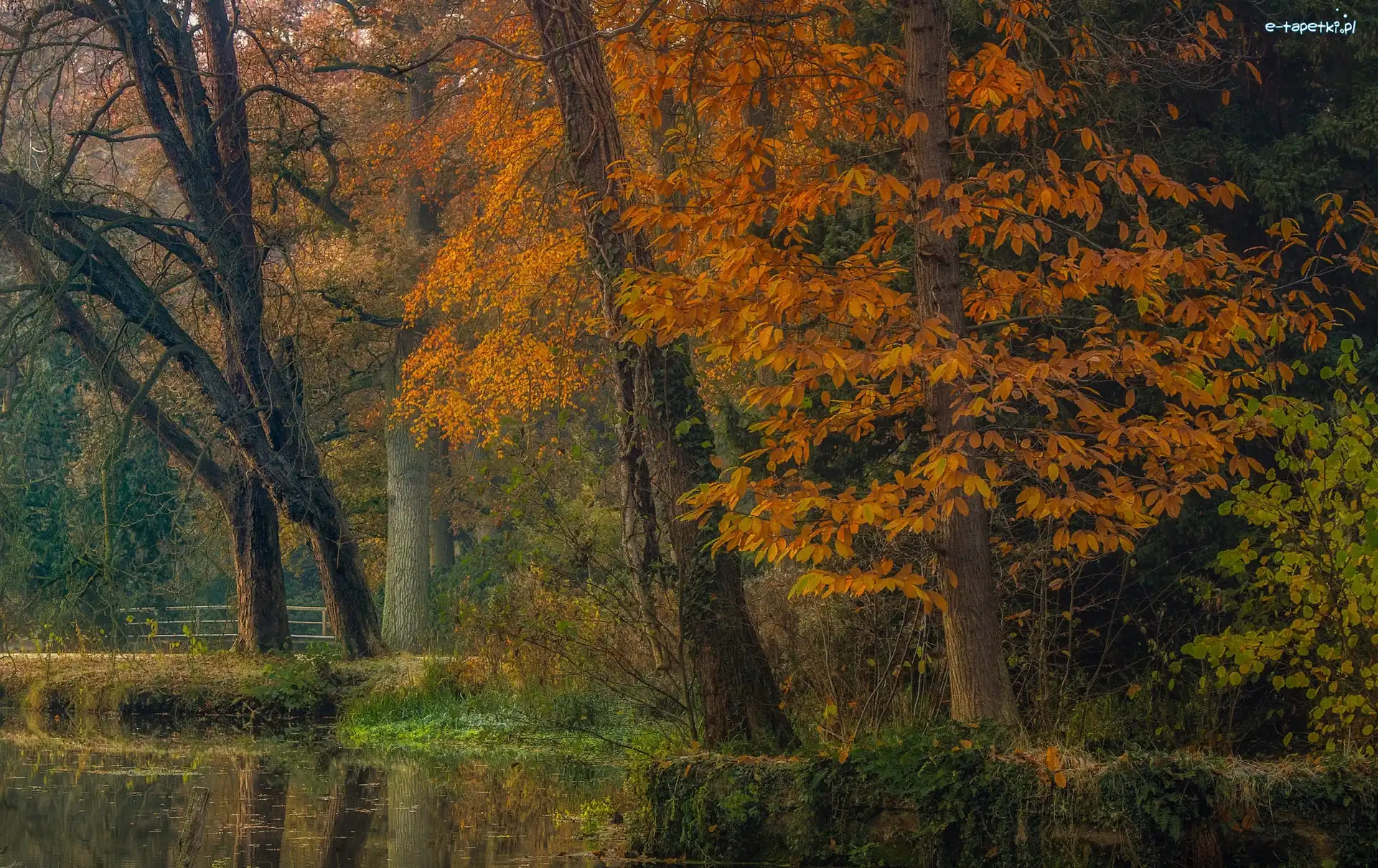 Jesień, Drzewa, Park, Mostek, Rzeka