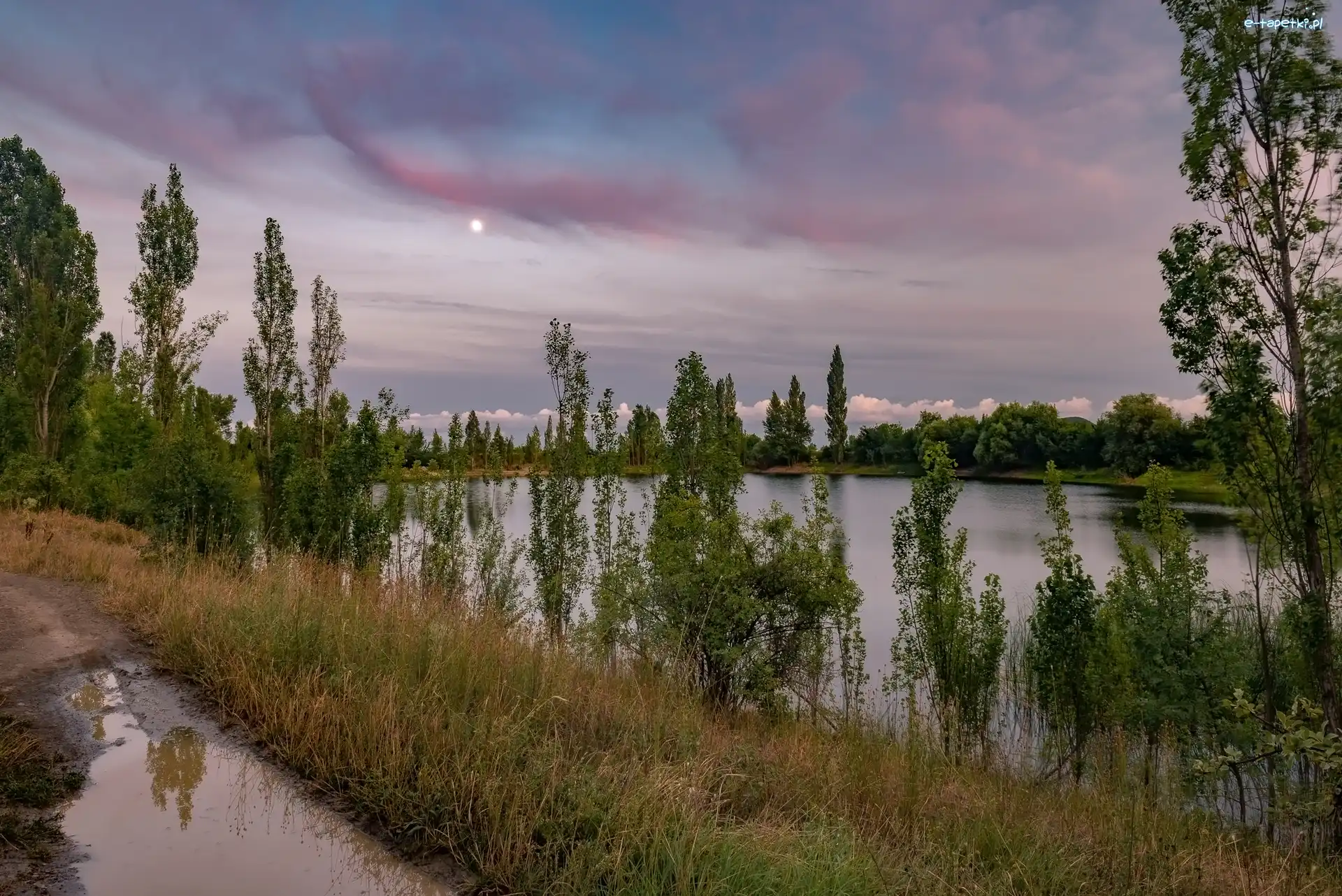 Jezioro, Trawa, Drzewa, Kałuże, Droga