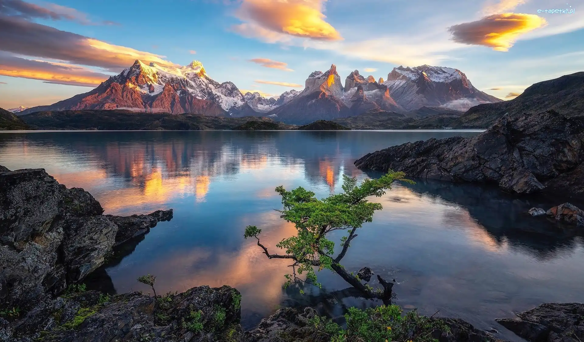 Chile Drzewo Ska y Jezioro Pehoe Park Narodowy Torres Del Paine 