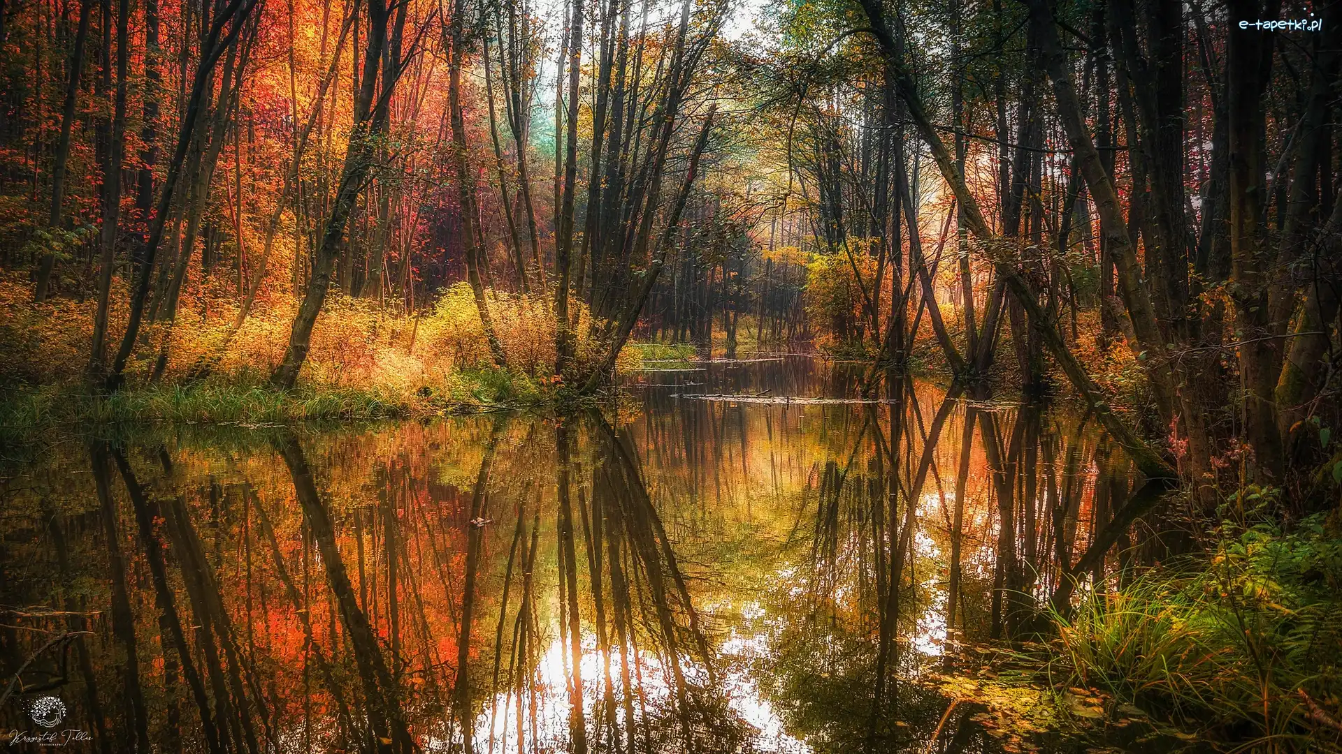 Rzeka, Drzewa, Las, Jesień, Odbicie