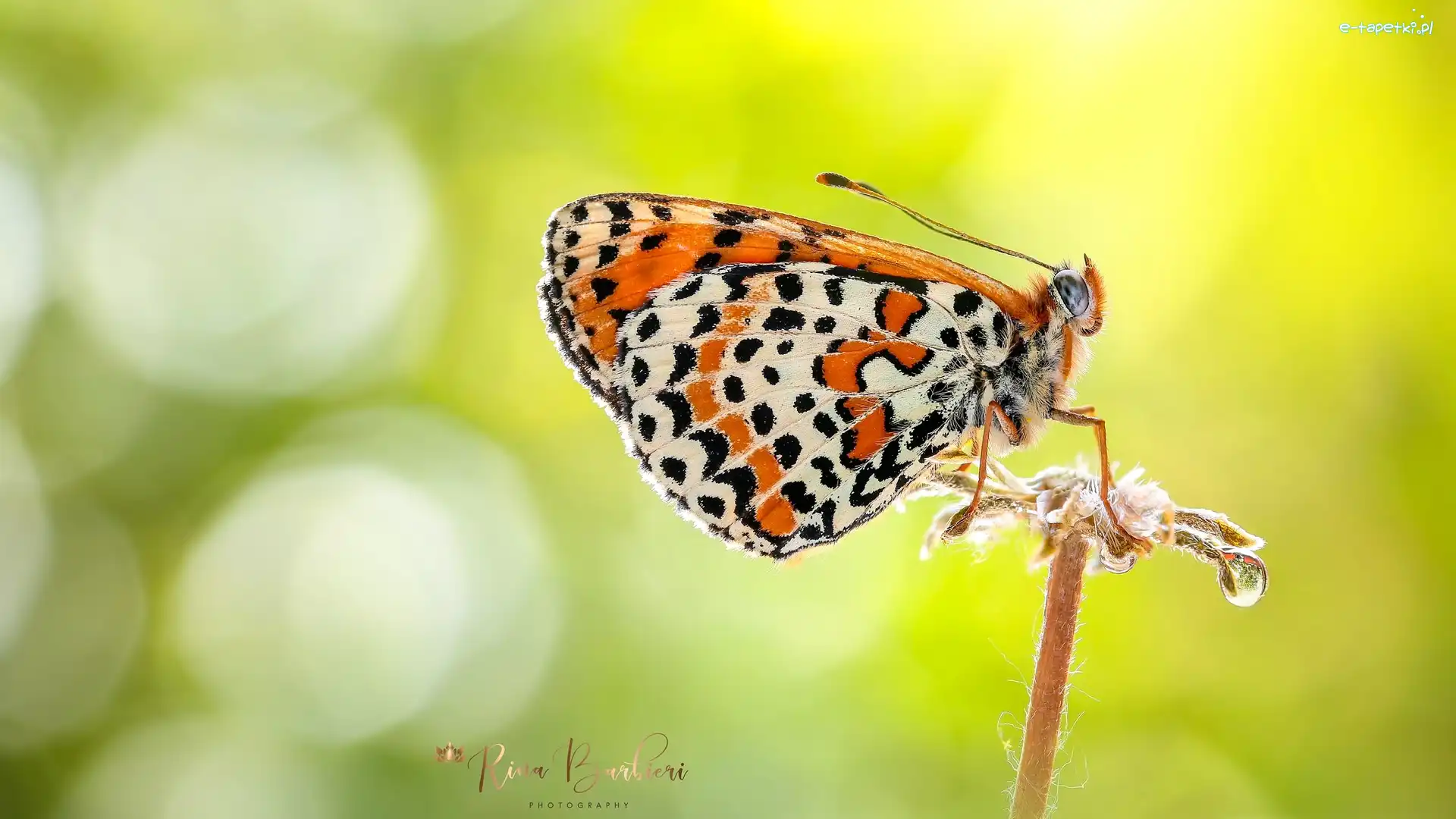 Roślina, Zielone tło, Makro, Motyl
