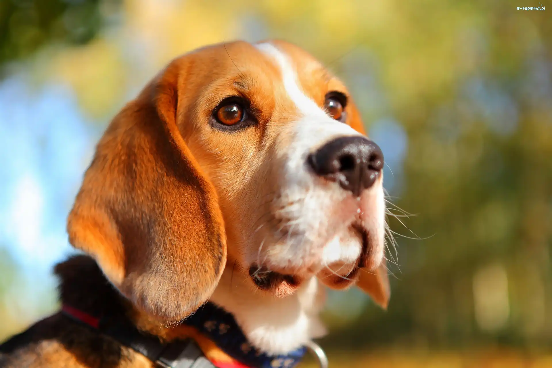 Spojrzenie, Beagle, Pies