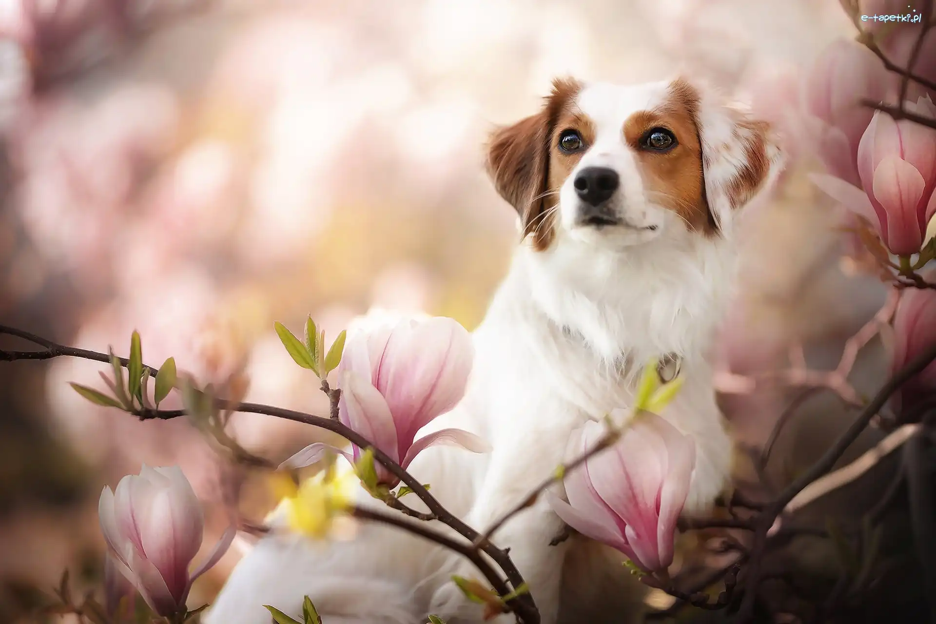 Kooikerhondje, Kwiaty, Magnolia, Płochacz holenderski