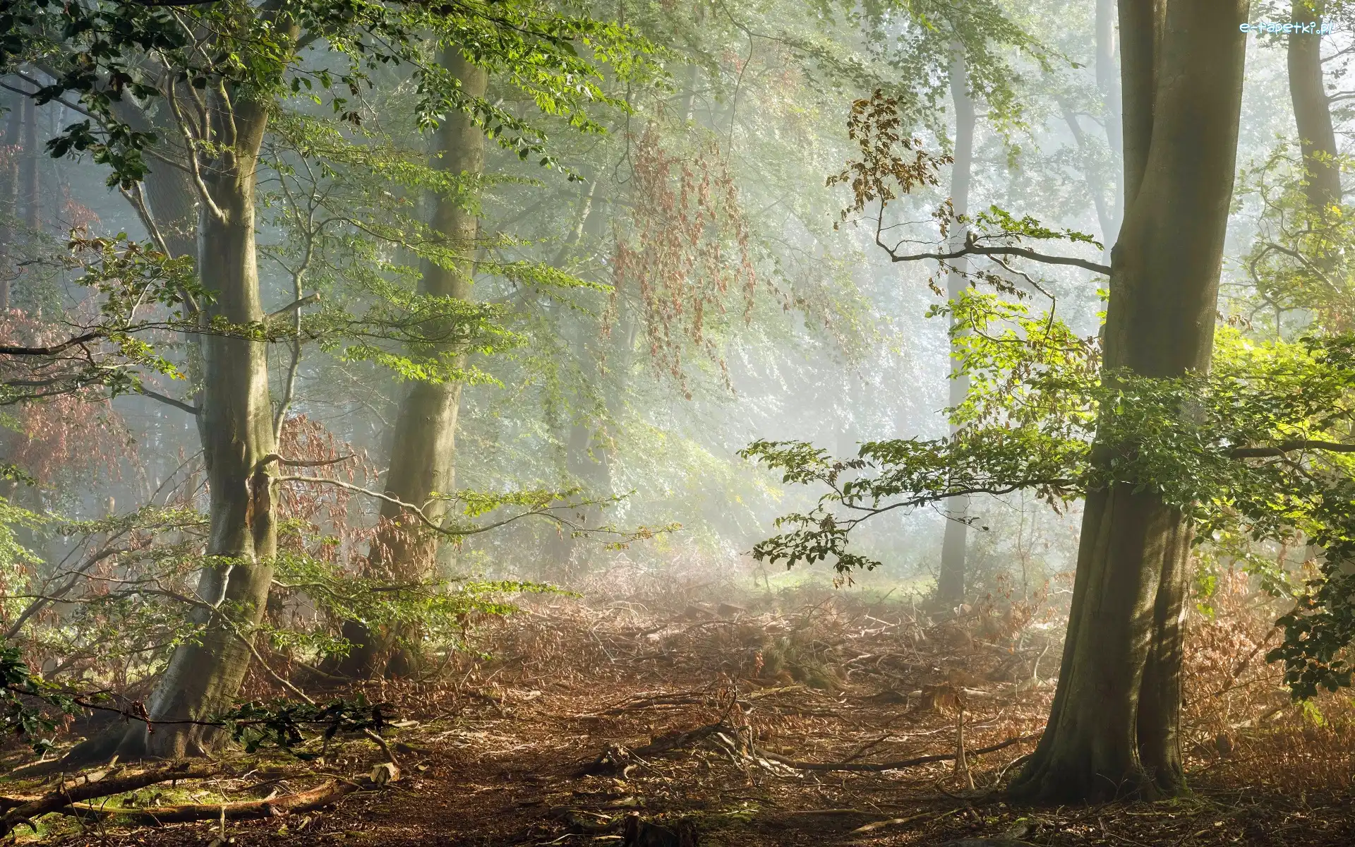 Połamane, Mgła, Leżące, Gałęzie, Drzewa, Las