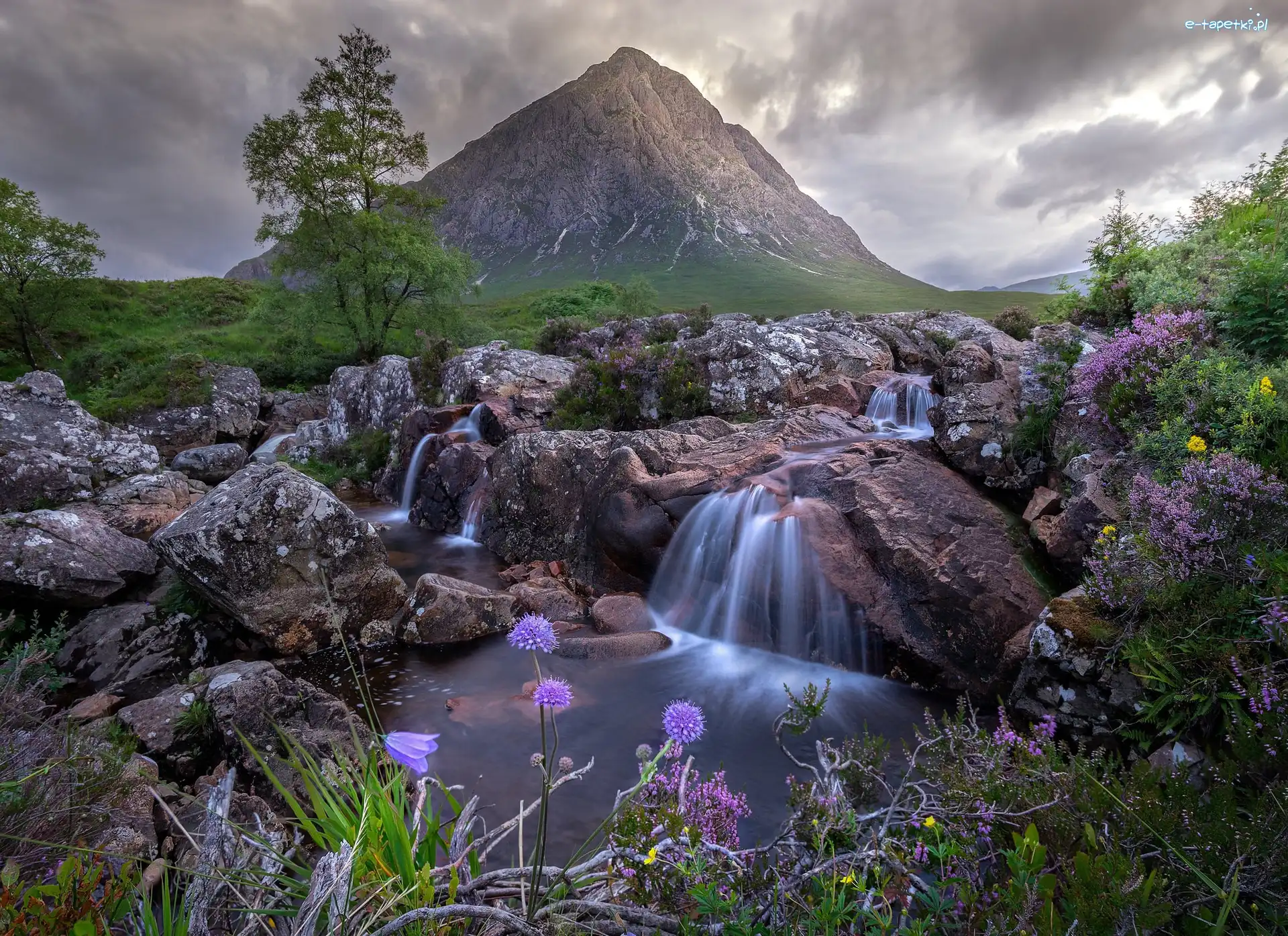 Kamienie, Buachaille Etive Mor, Szkocja, Kwiaty, Drzewa, Skały, Potok, Góra