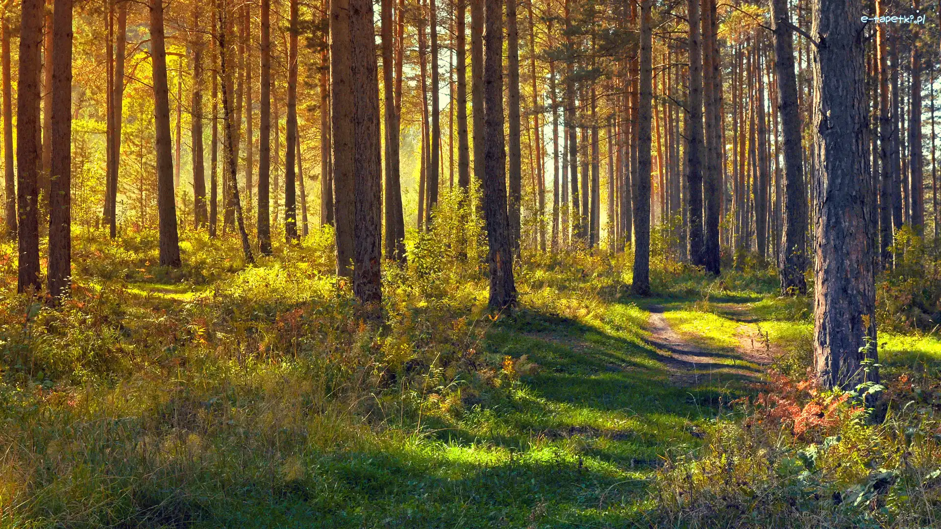 Ścieżka, Drzewa, Trawa, Światło słoneczne, Las, Jesień