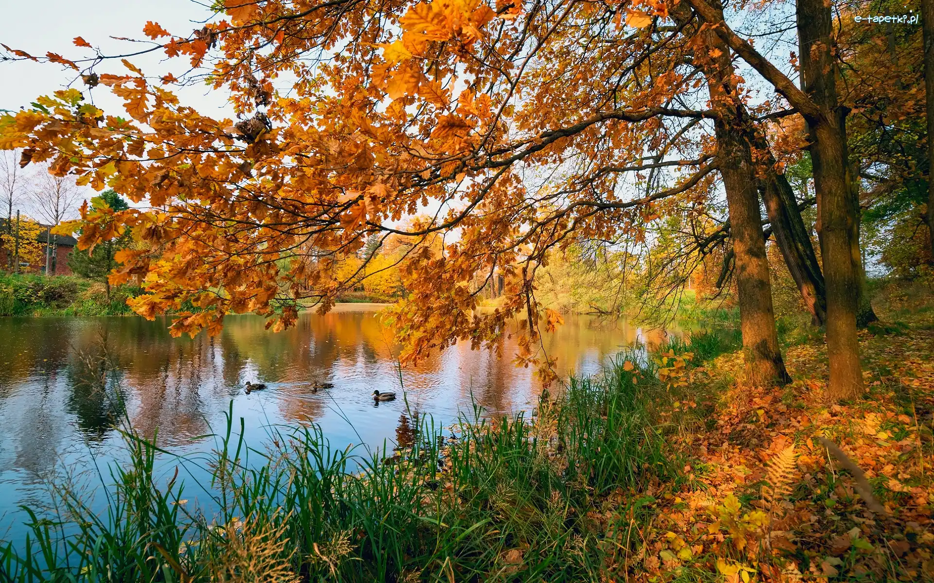 Liście, Kaczki, Drzewa, Staw, Jesień, Pożółkłe, Dęby