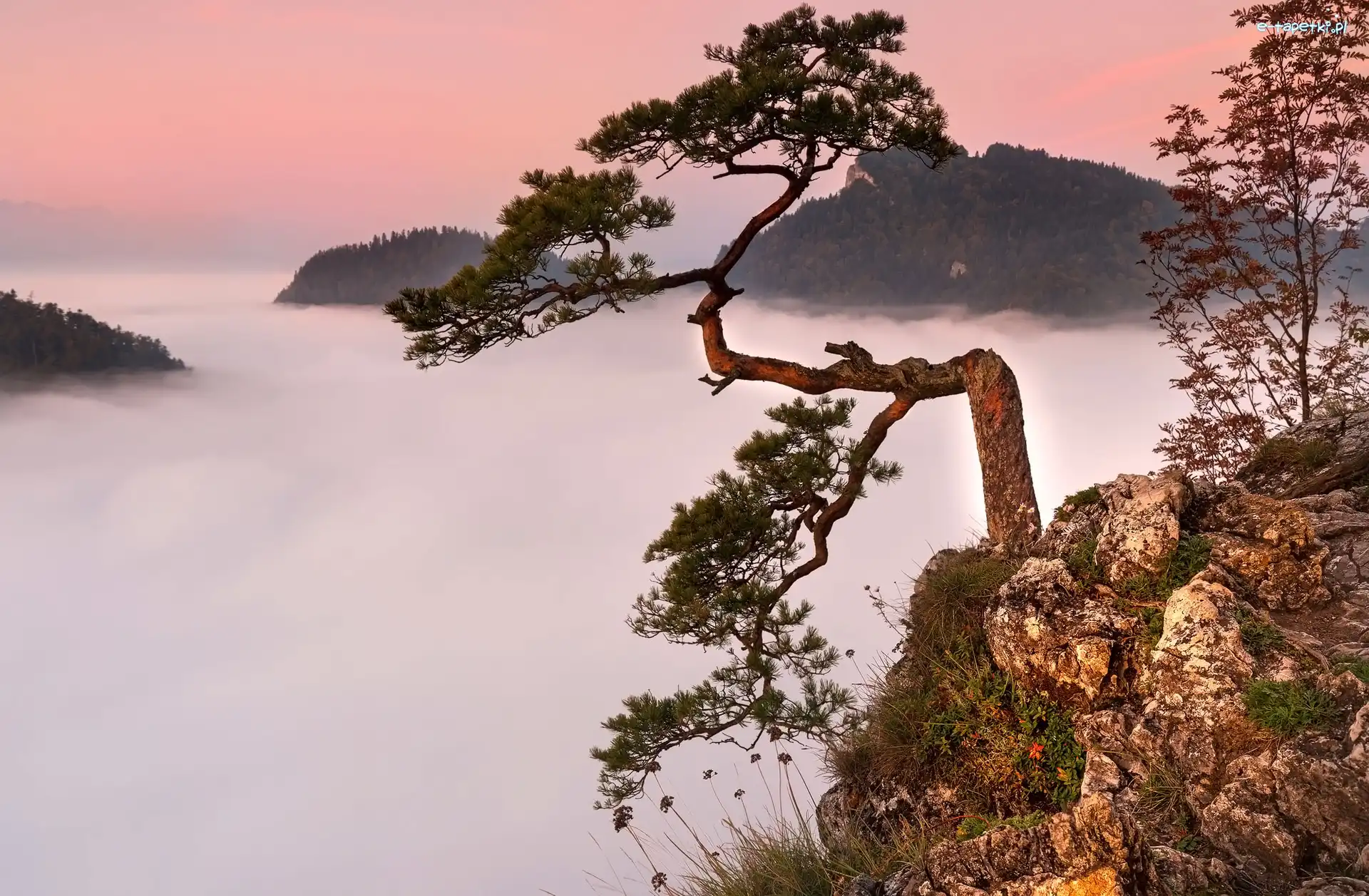 Sokolica, Szczyt, Skała, Góry, Sosna, Polska, Pieniński Park Narodowy, Mgła, Pieniny