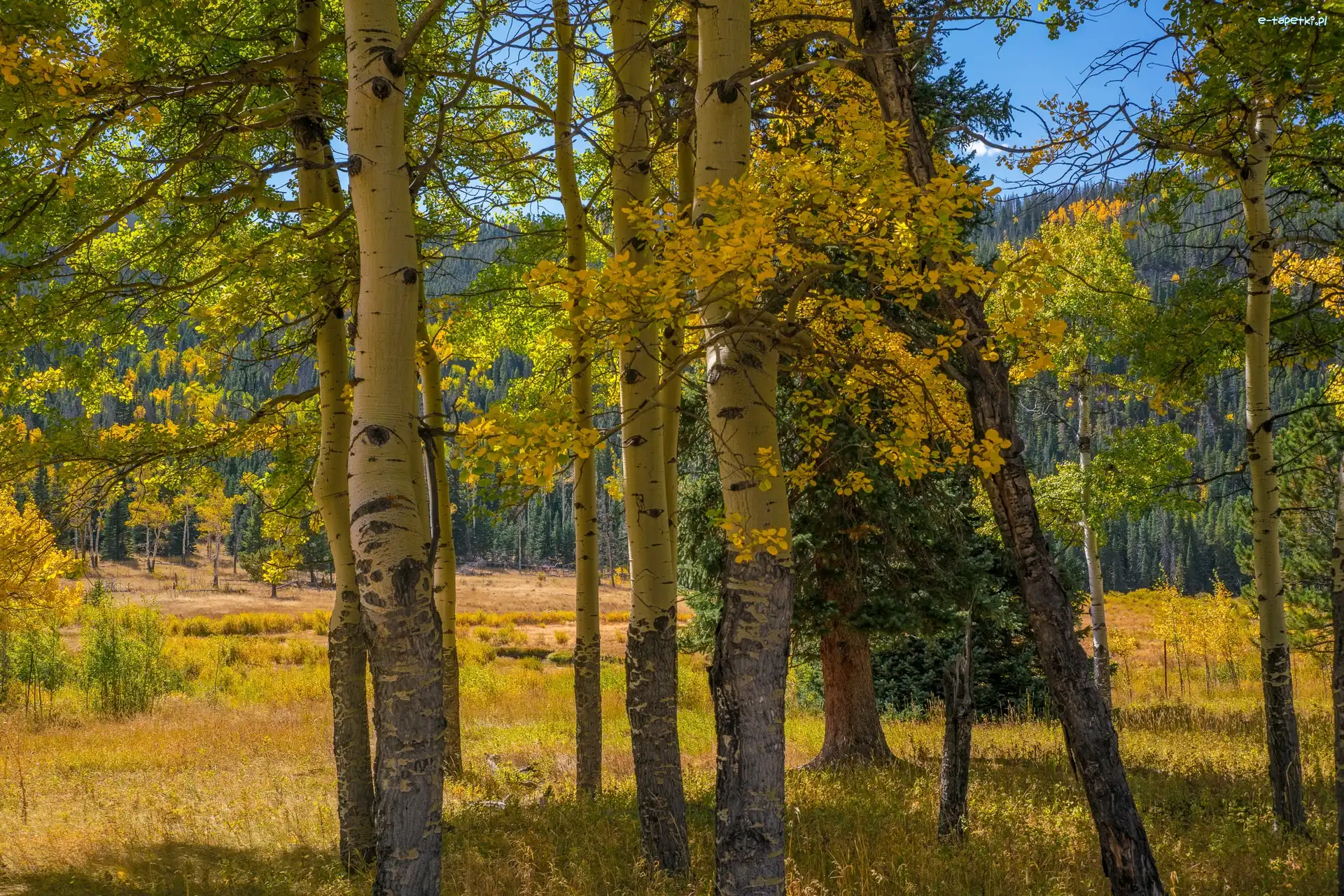Jesień, Topole osikowe, Las, Liście, Pożółkłe