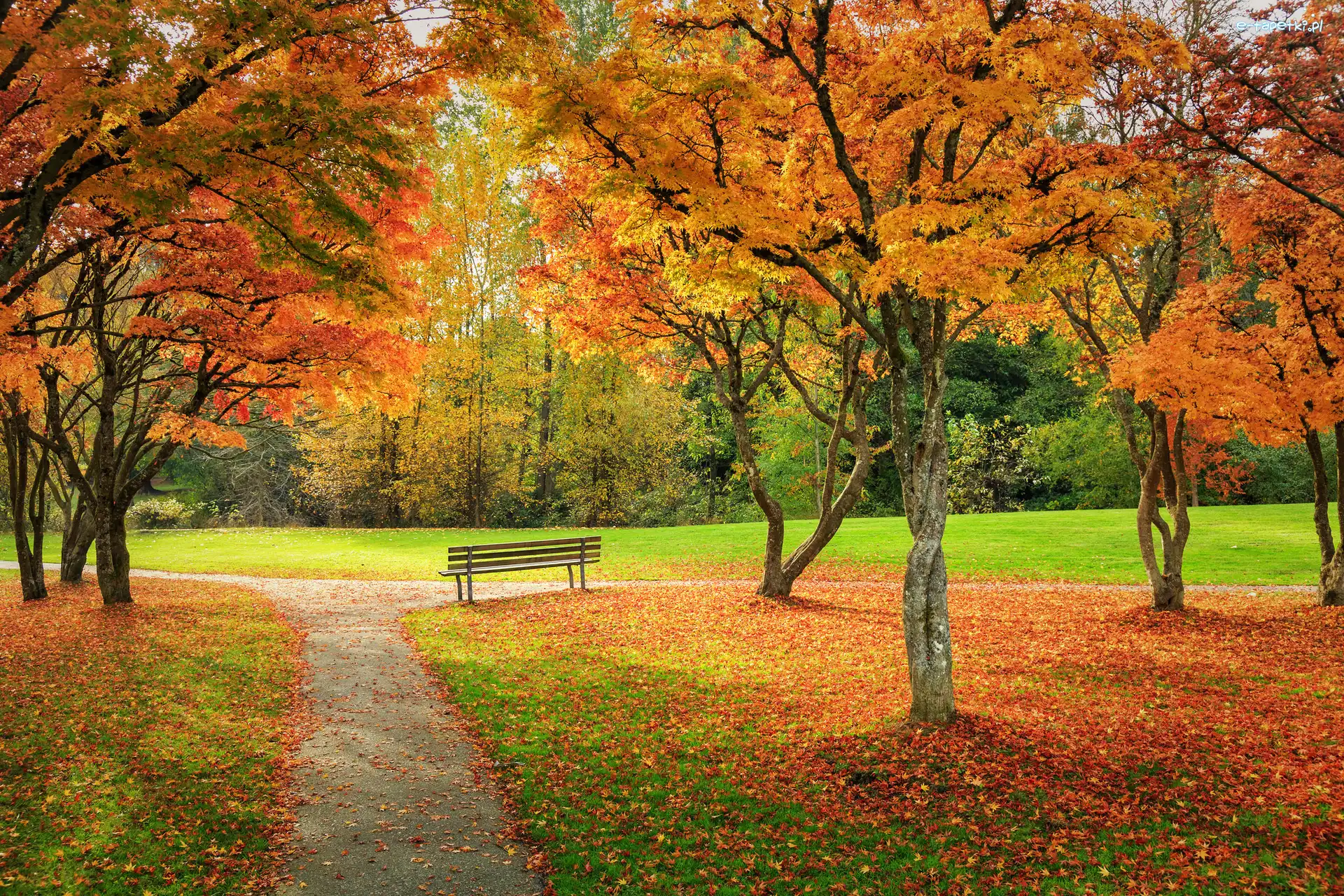Żółte, Drzewa, Ławka, Liście, Jesień, Park