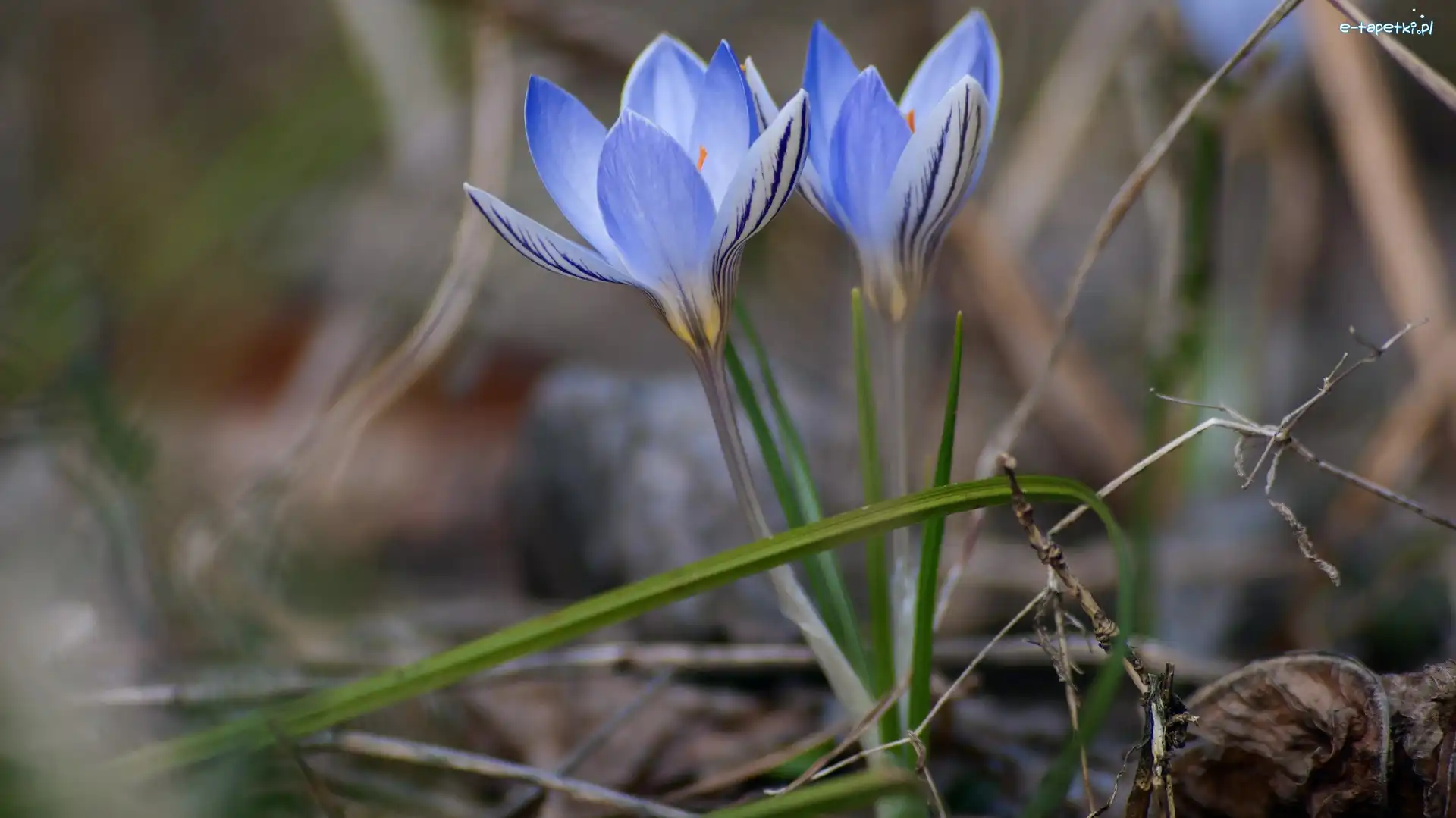 Niebieskie, Trawa, Krokusy, Kwiaty