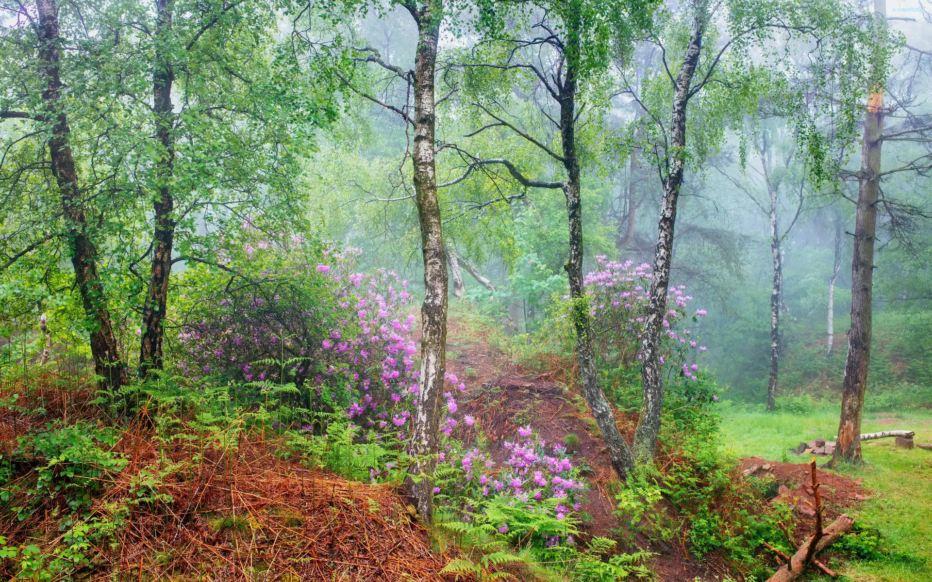 Park Narodowy Peak District, Las, Anglia, Różaneczniki, Liście, Kwiaty, Rododendrony, Lato, Brzozy, Hrabstwo Derbyshire