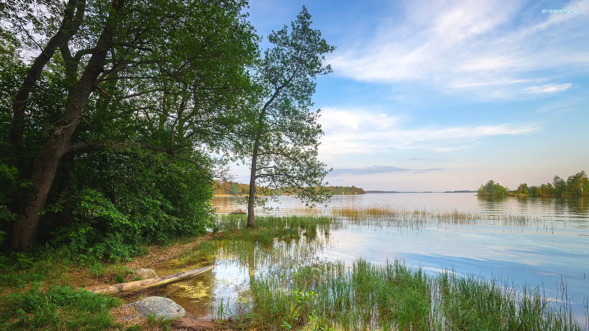 Jezioro, Las, Drzewa, Trawy