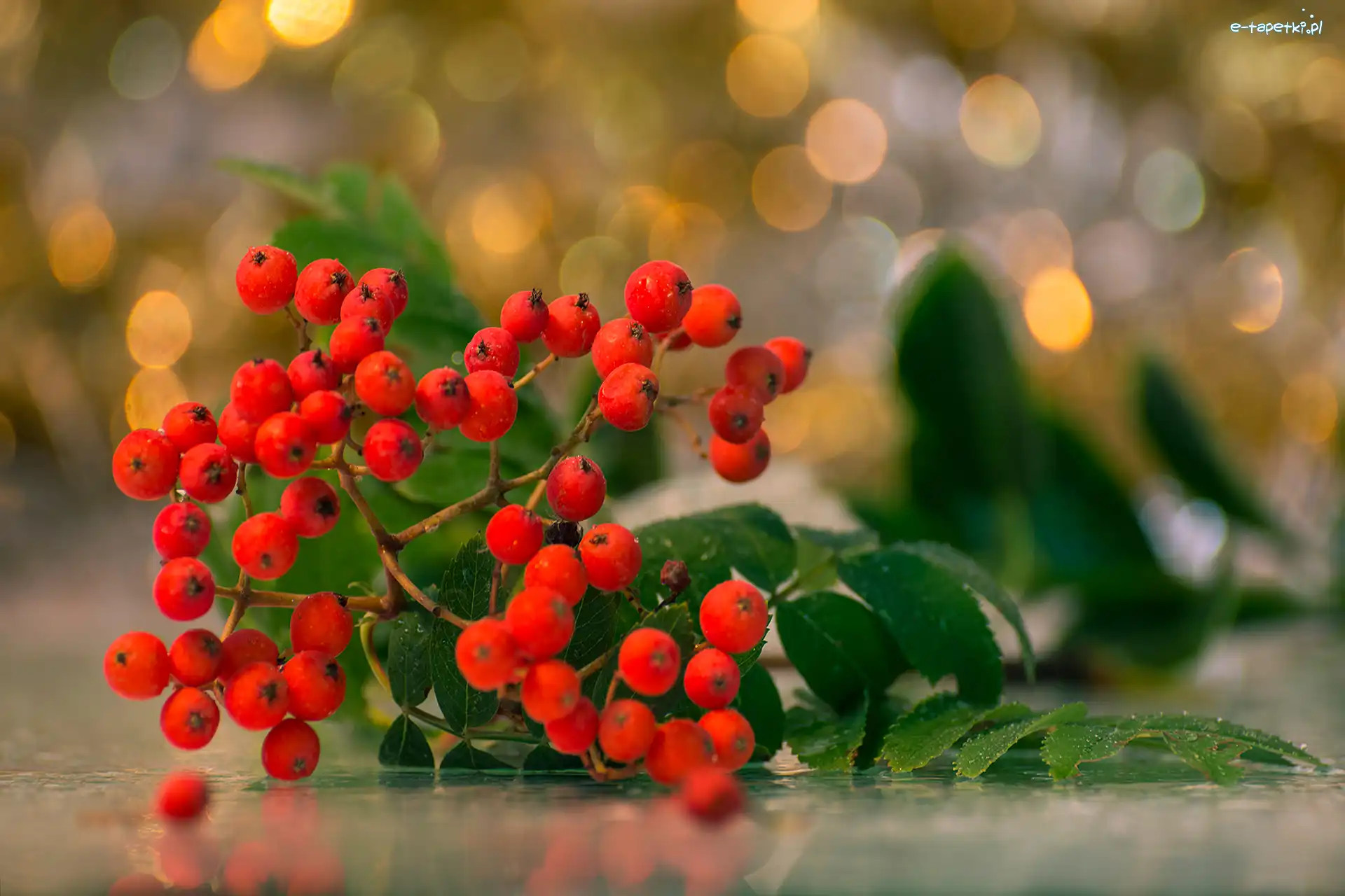 Czerwona, Zielone, Jarzębina, Bokeh, Liście