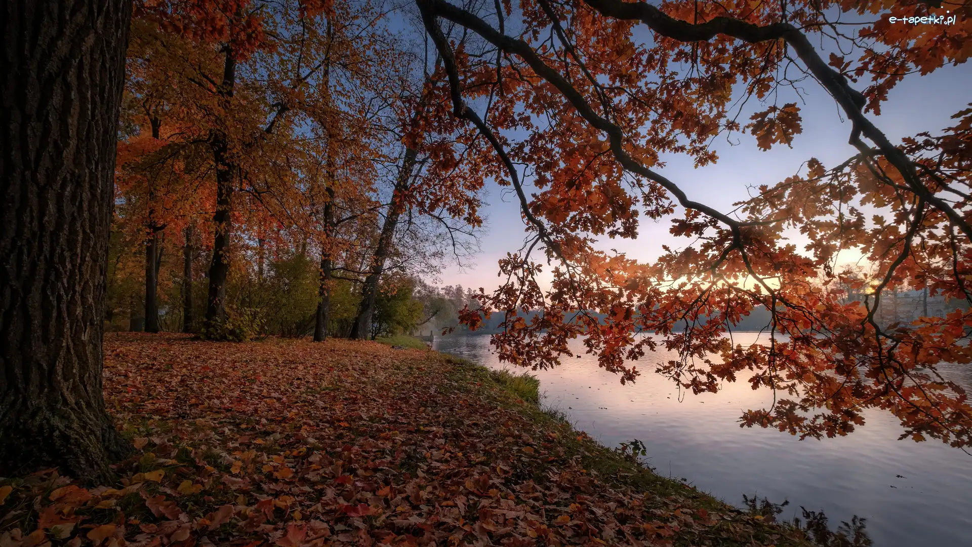 Rzeka, Dąb, Drzewa, Jesień