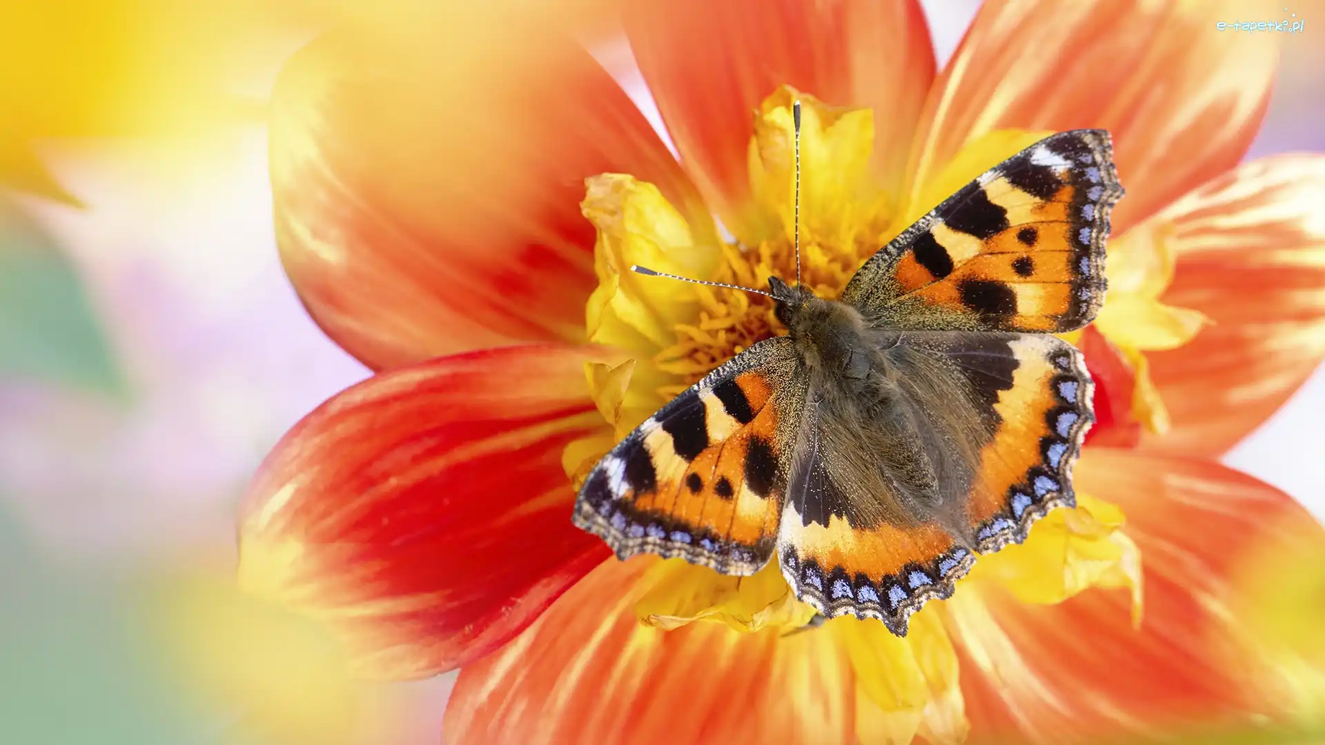 Rusałka pokrzywnik, Makro, Kwiat, Motyl