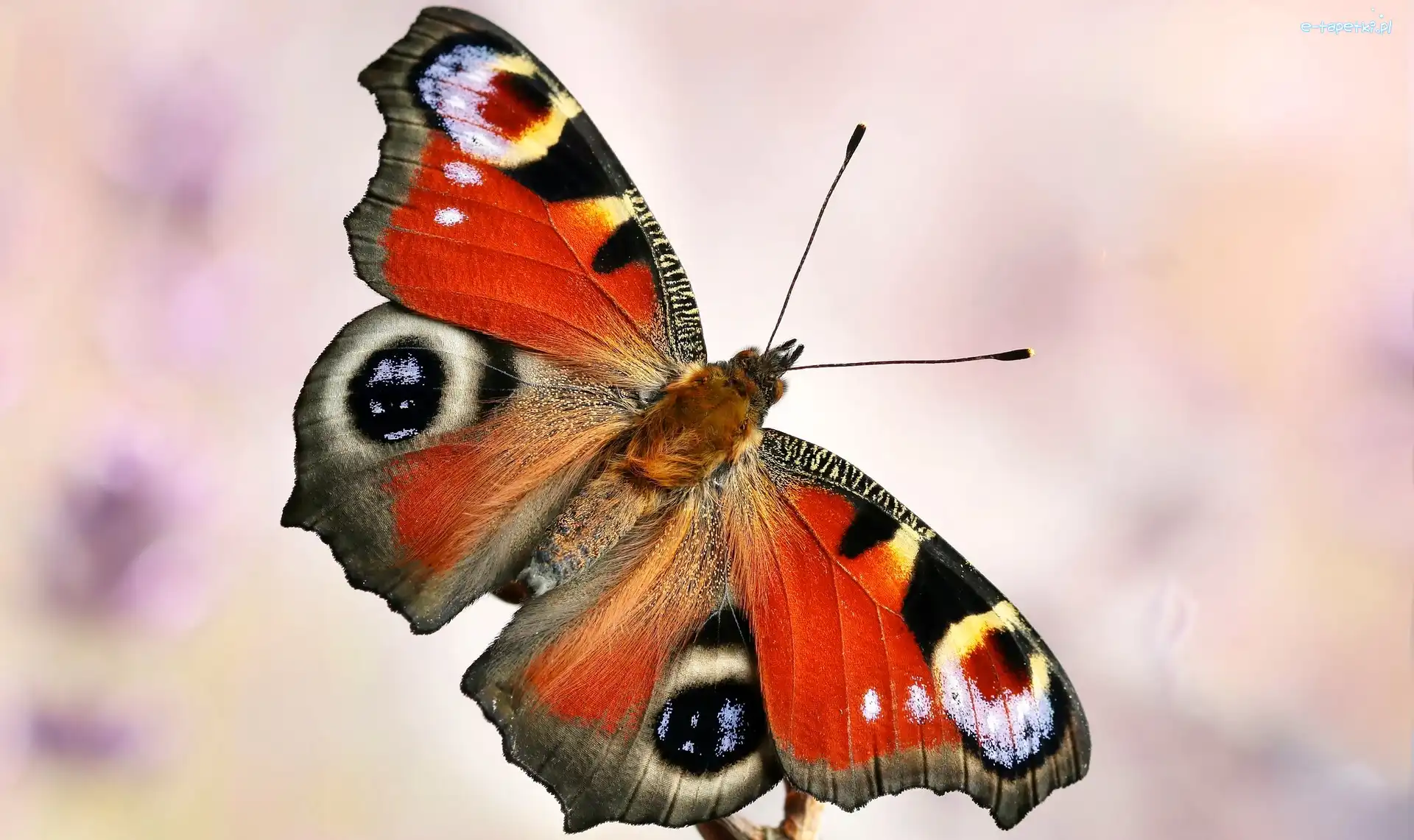 Makro, Rusałka pawik, Motyl