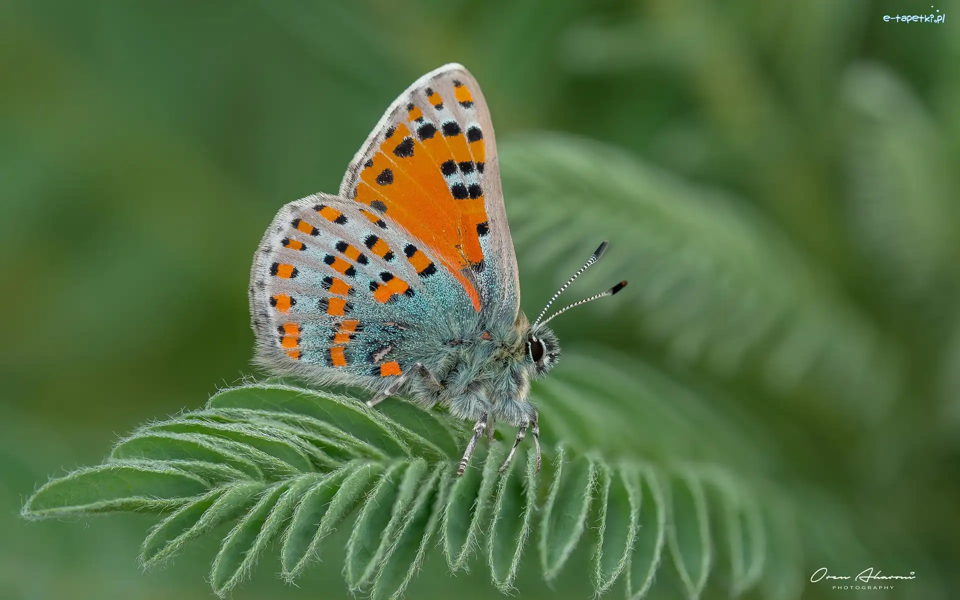 Makro, Liść, Motyl