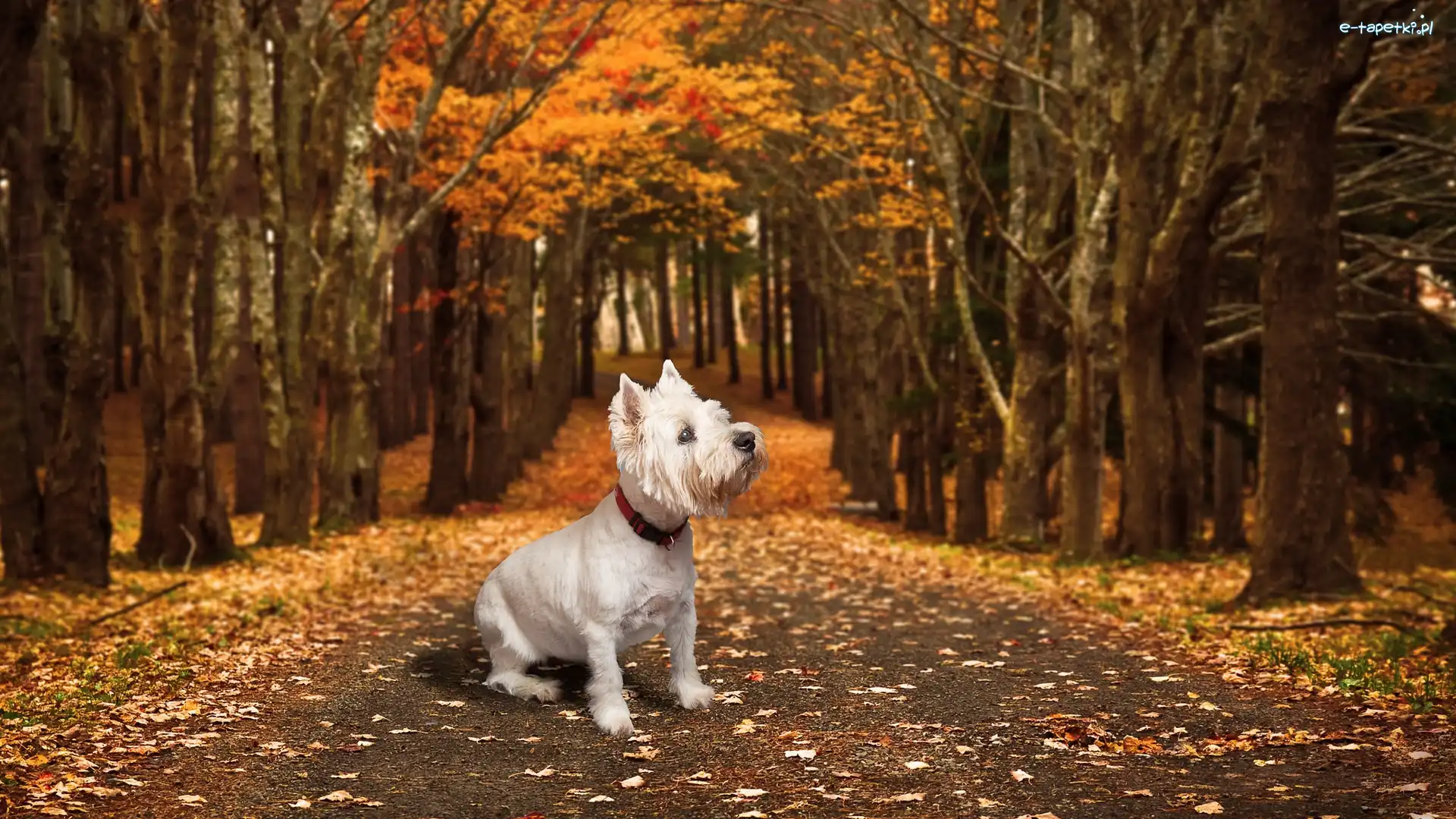 Biały, West highland white terrier, Pies, Drzewa, Droga