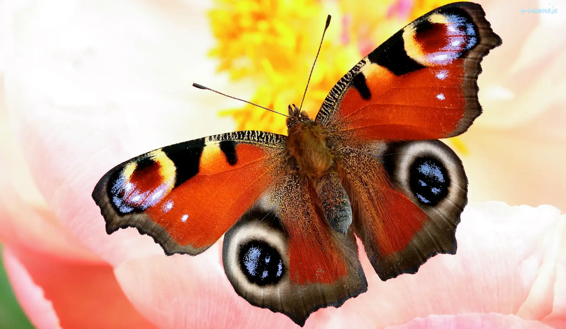 Zbliżenie, Rusałka pawik, Motyl