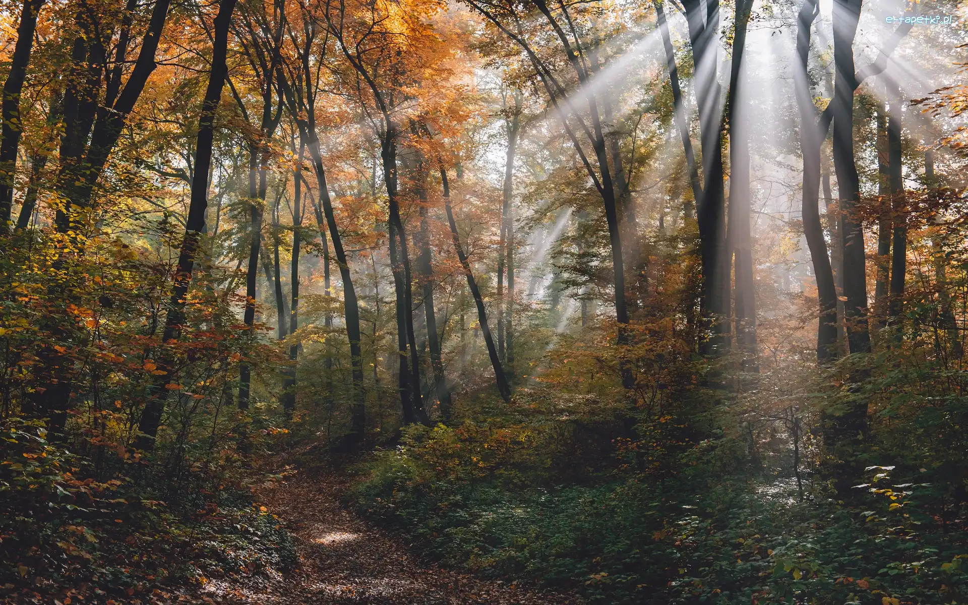 Promienie słońca, Drzewa, Ścieżka, Przebijające światło, Las, Jesień