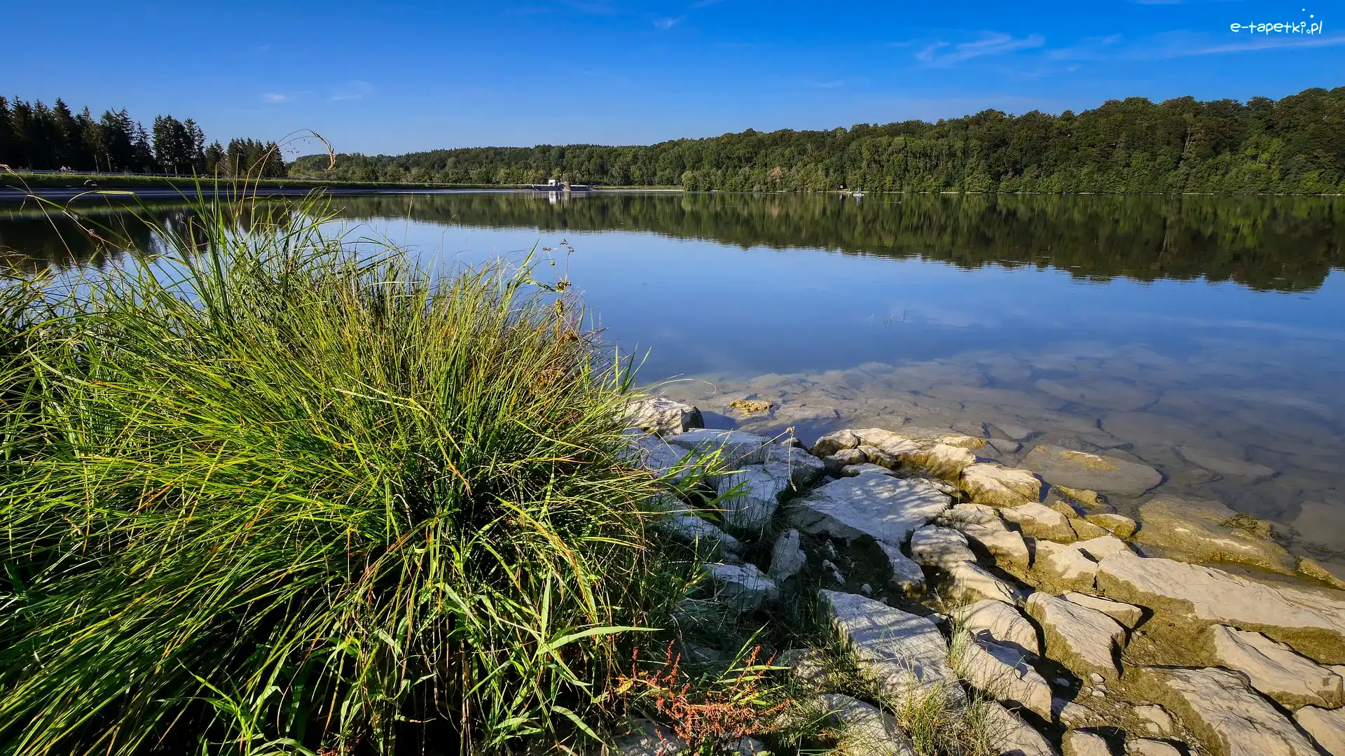 Las, Trawa, Kamienie, Zapora, Jezioro, Zbiornik wodny