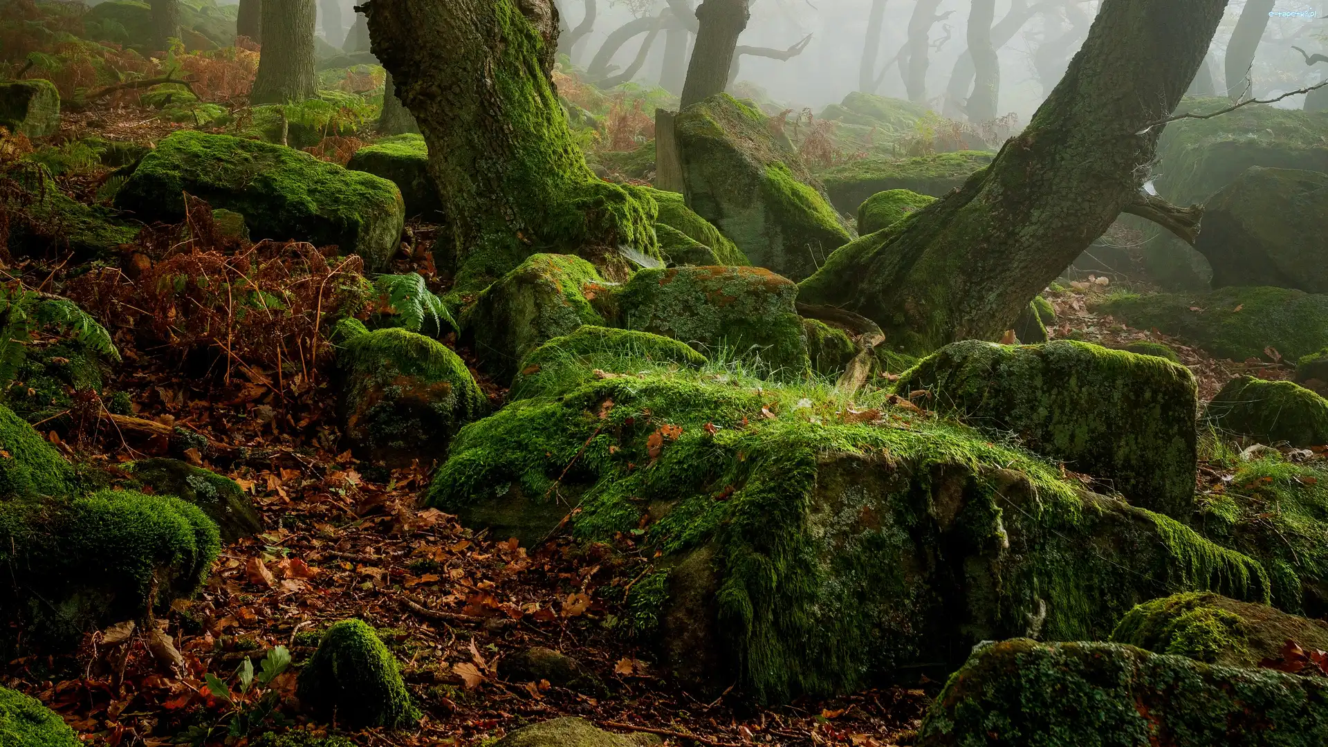Pnie, Kamienie, Anglia, Hrabstwo Derbyshire, Omszałe, Mgła, Park Narodowy Peak District, Las