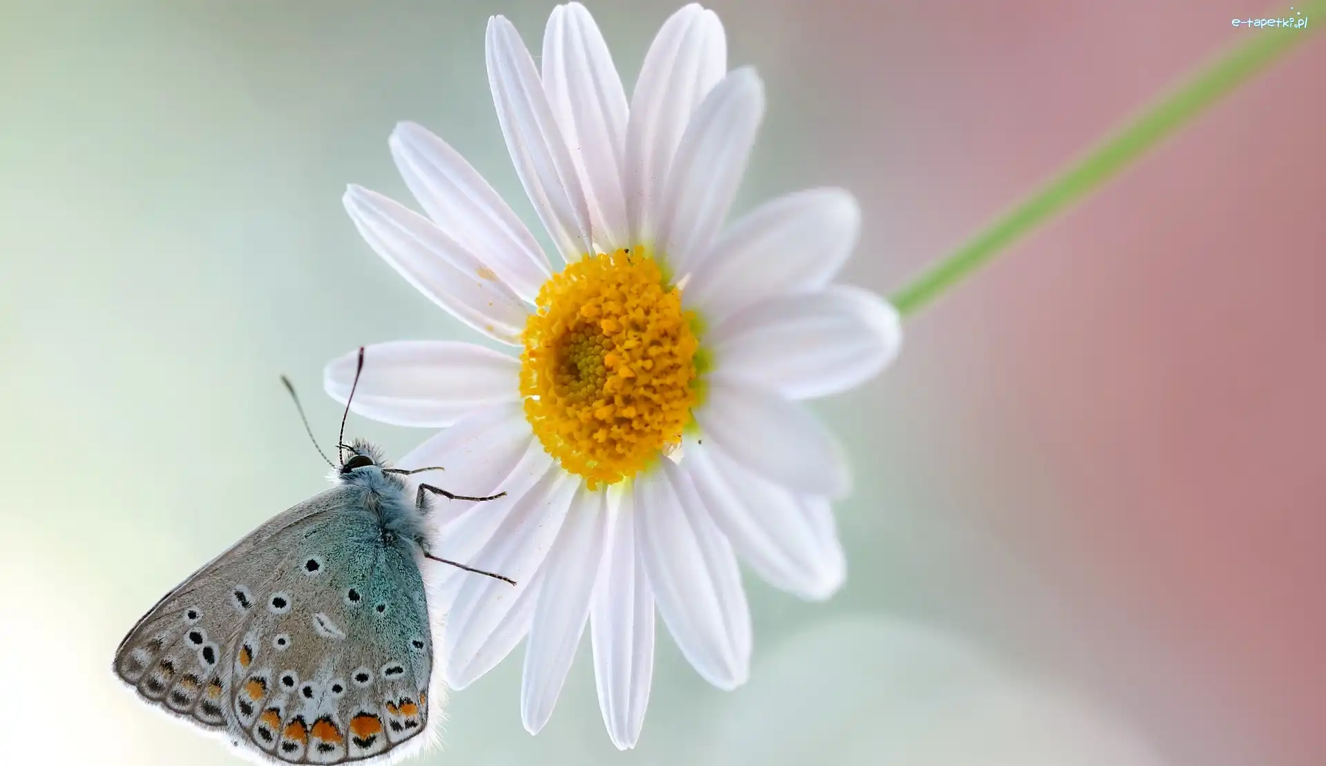 Motyl, Kwiat, Modraszek, Makro, Margerytka