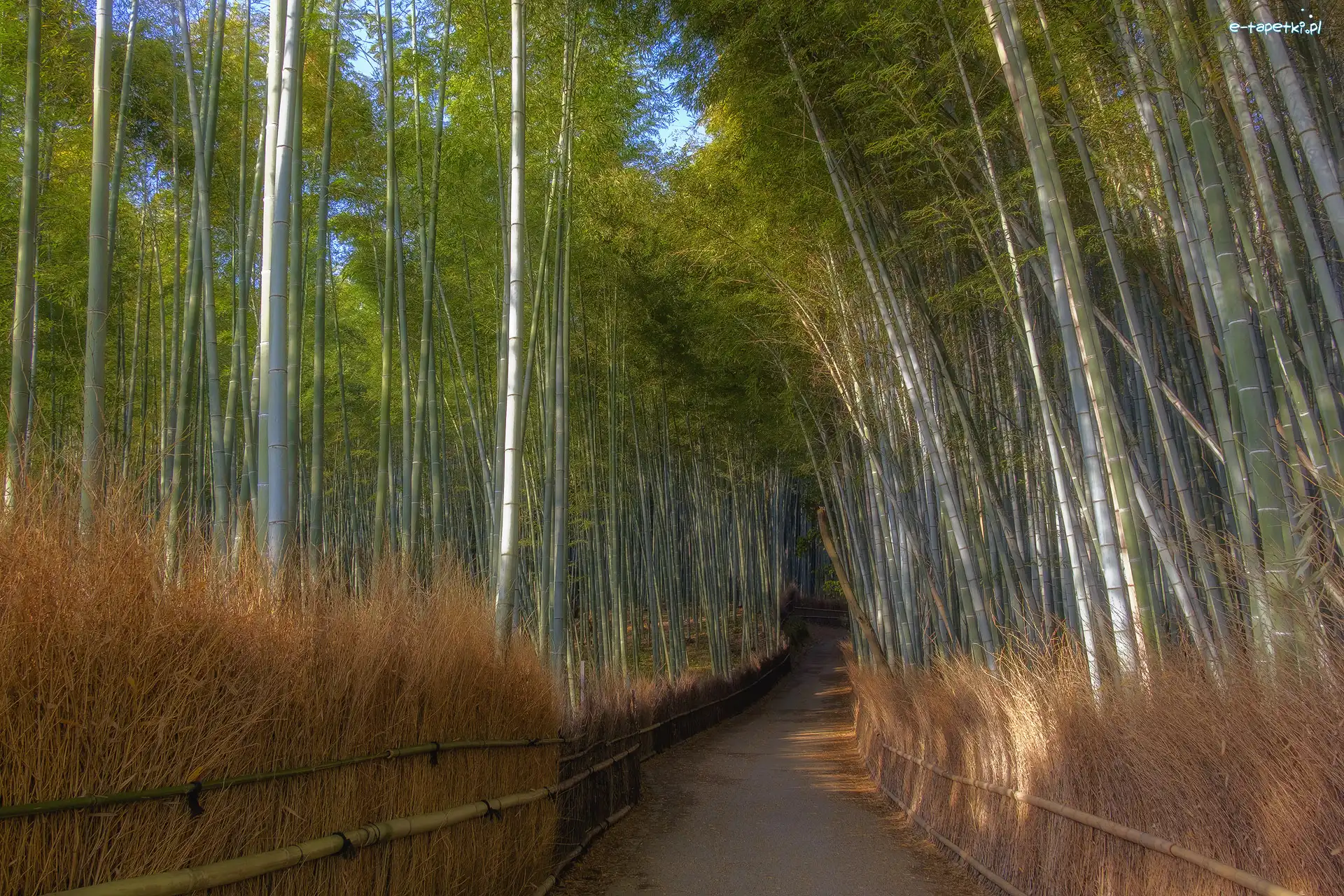 Kioto, Droga, Arashiyama, Japonia, Las bambusowy, Bambusy