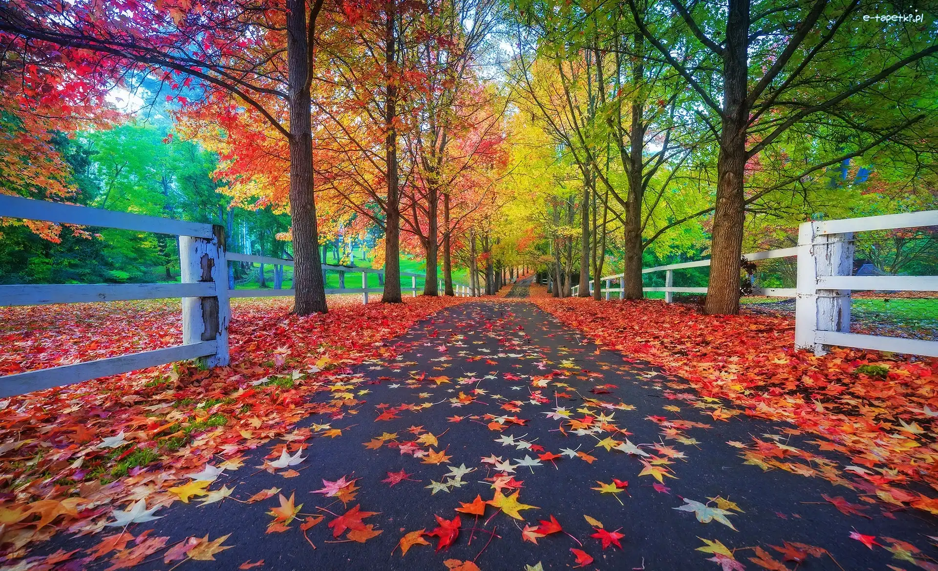 Liście, Droga, Jesień, Ogrodzenie, Drzewa, Park