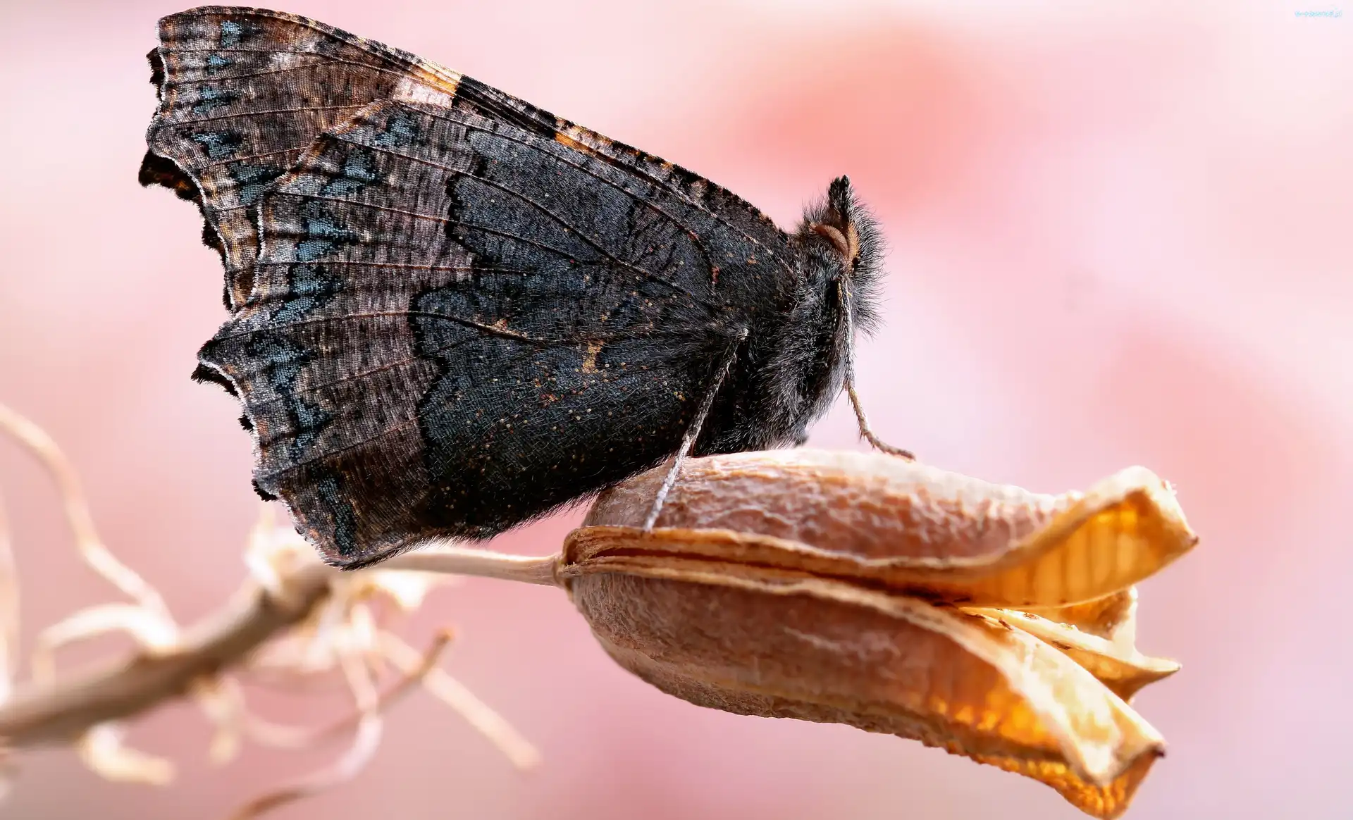 Motyl, Makro, Roślina, Ciemny