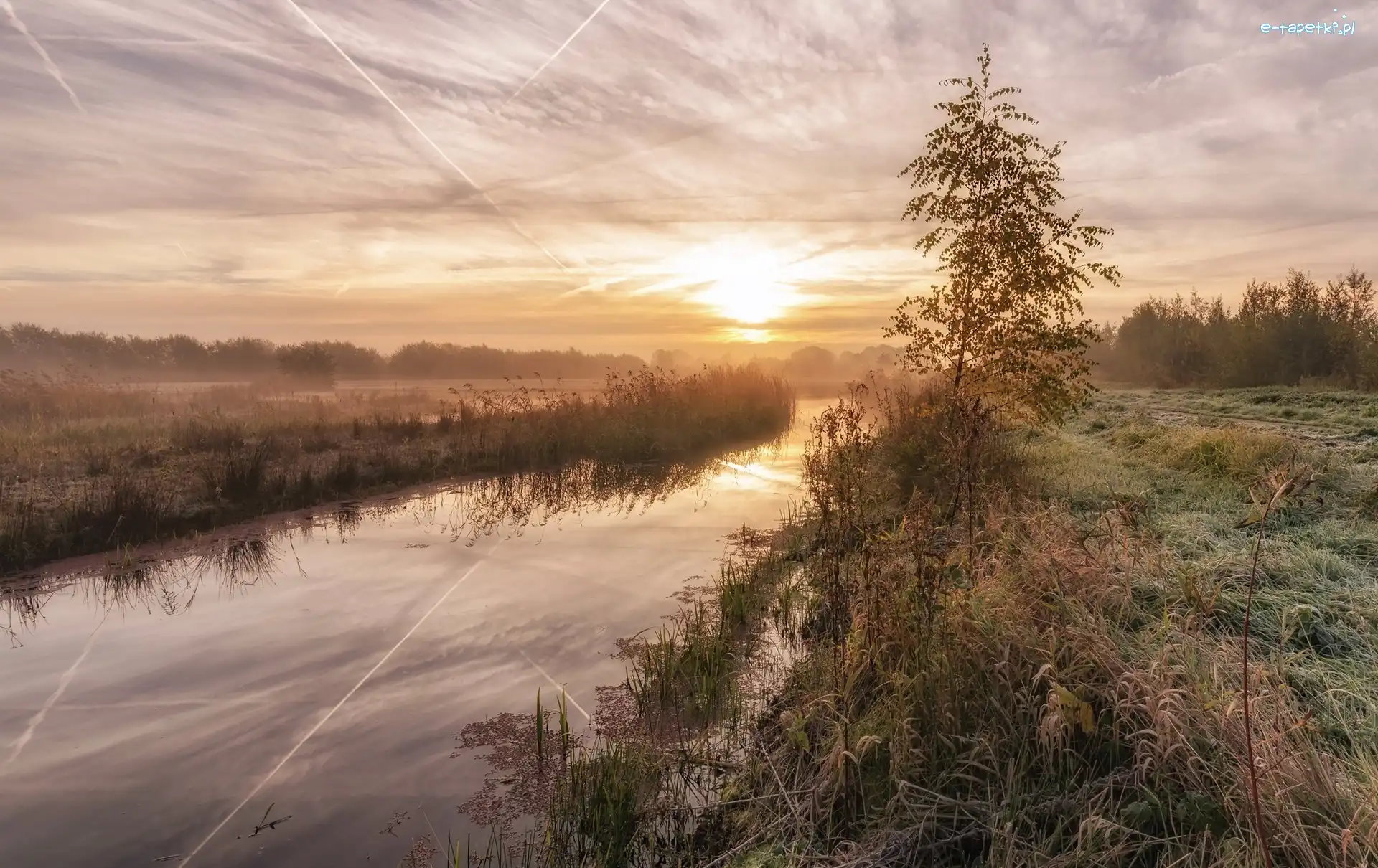 Holandia, Mgła, Wschód słońca, Drzewo, Rzeka, Prowincja Ultrecht, Park przyrody De Schammer