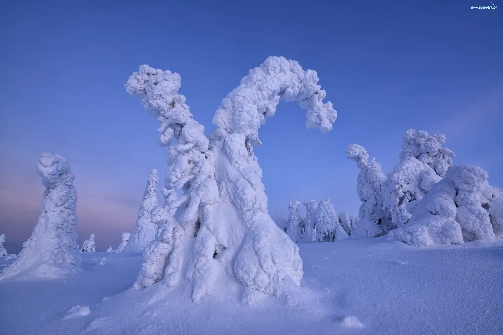 Finlandia, Drzewa, Ośnieżone, Śnieg, Zima, Laponia, Rezerwat Valtavaara
