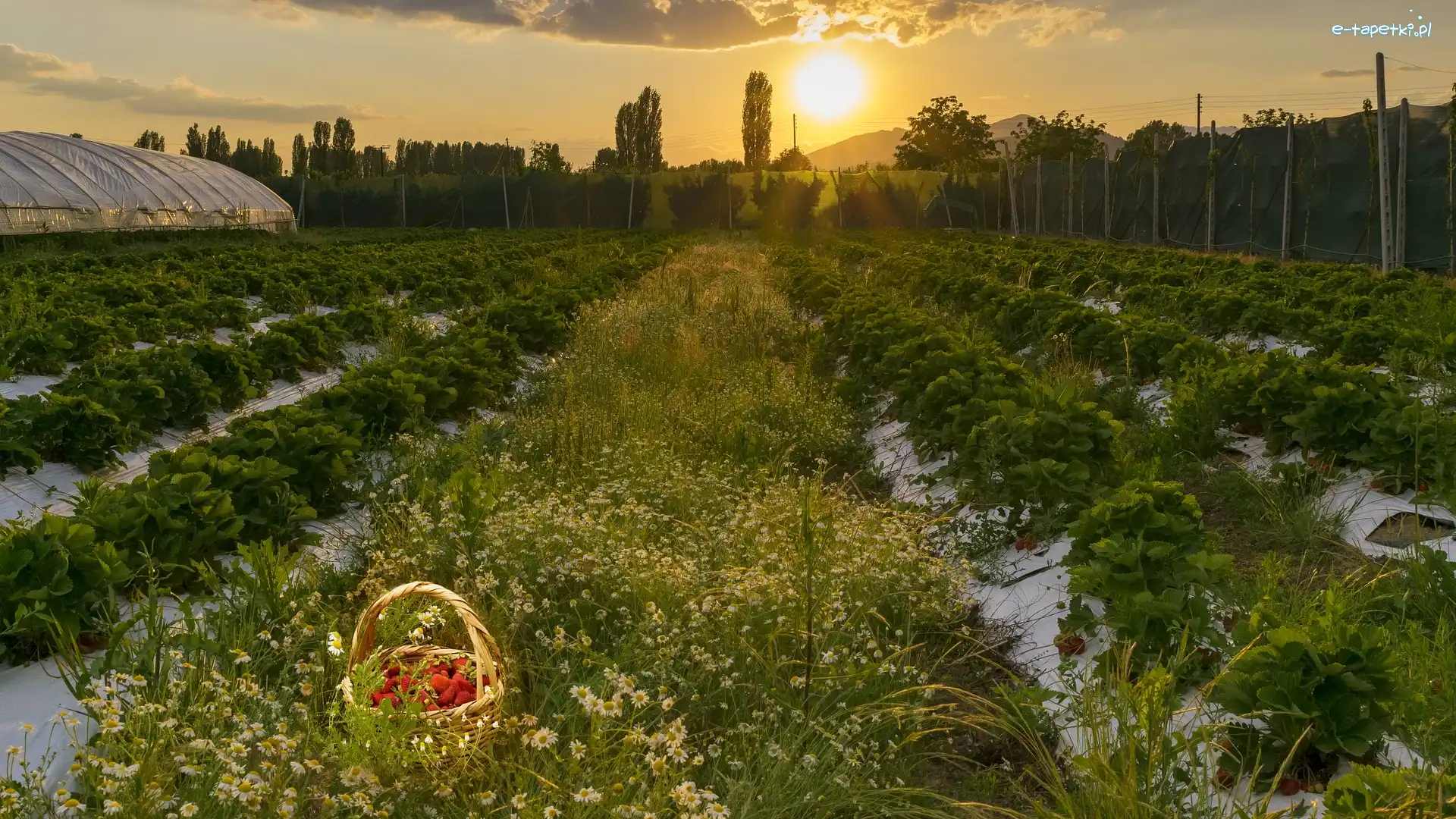 Truskawki, Rumianek, Koszyk, Zachód słońca, Truskawek, Plantacja