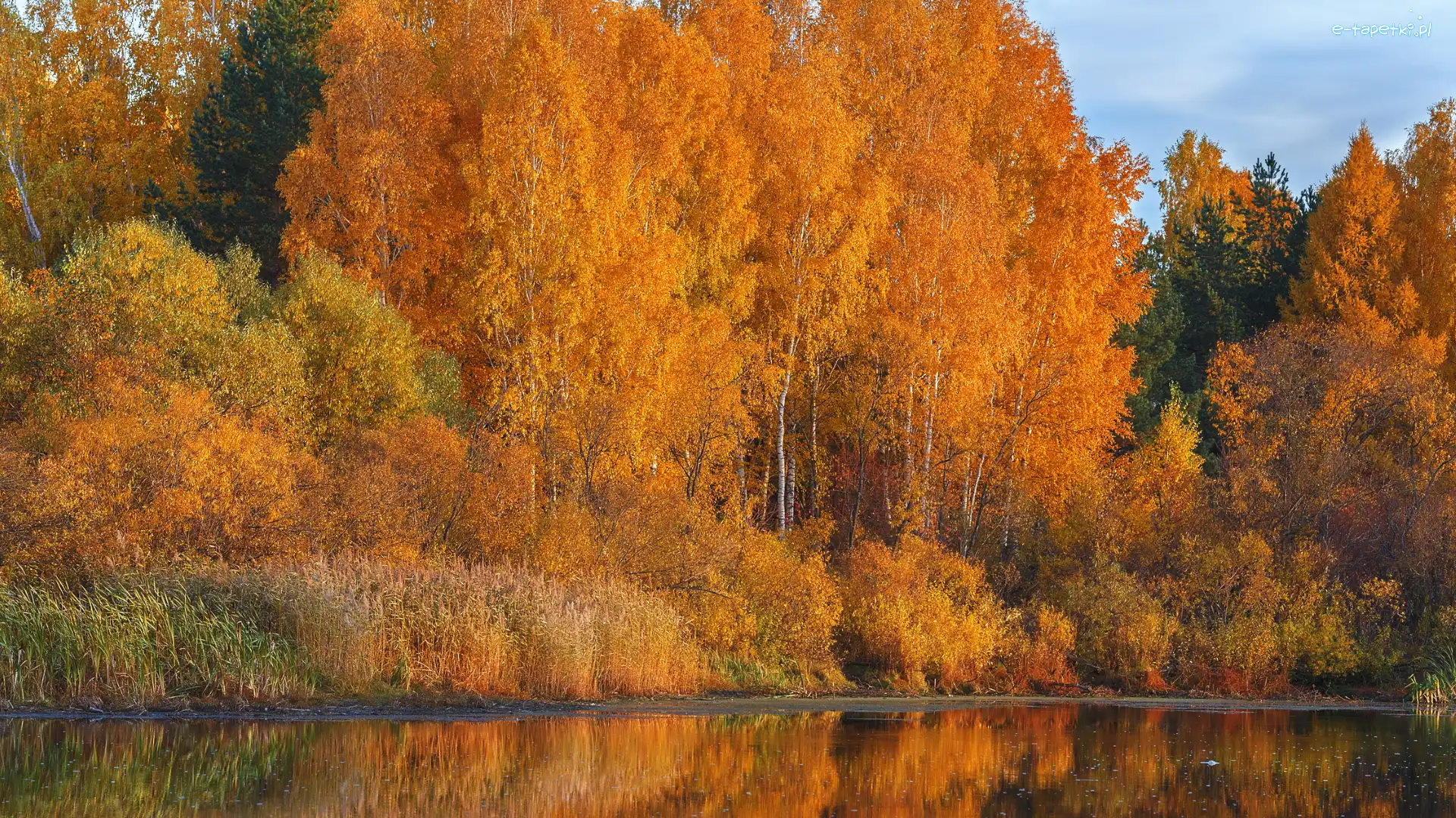Jesień, Brzozy, Drzewa, Jezioro, Krzewy
