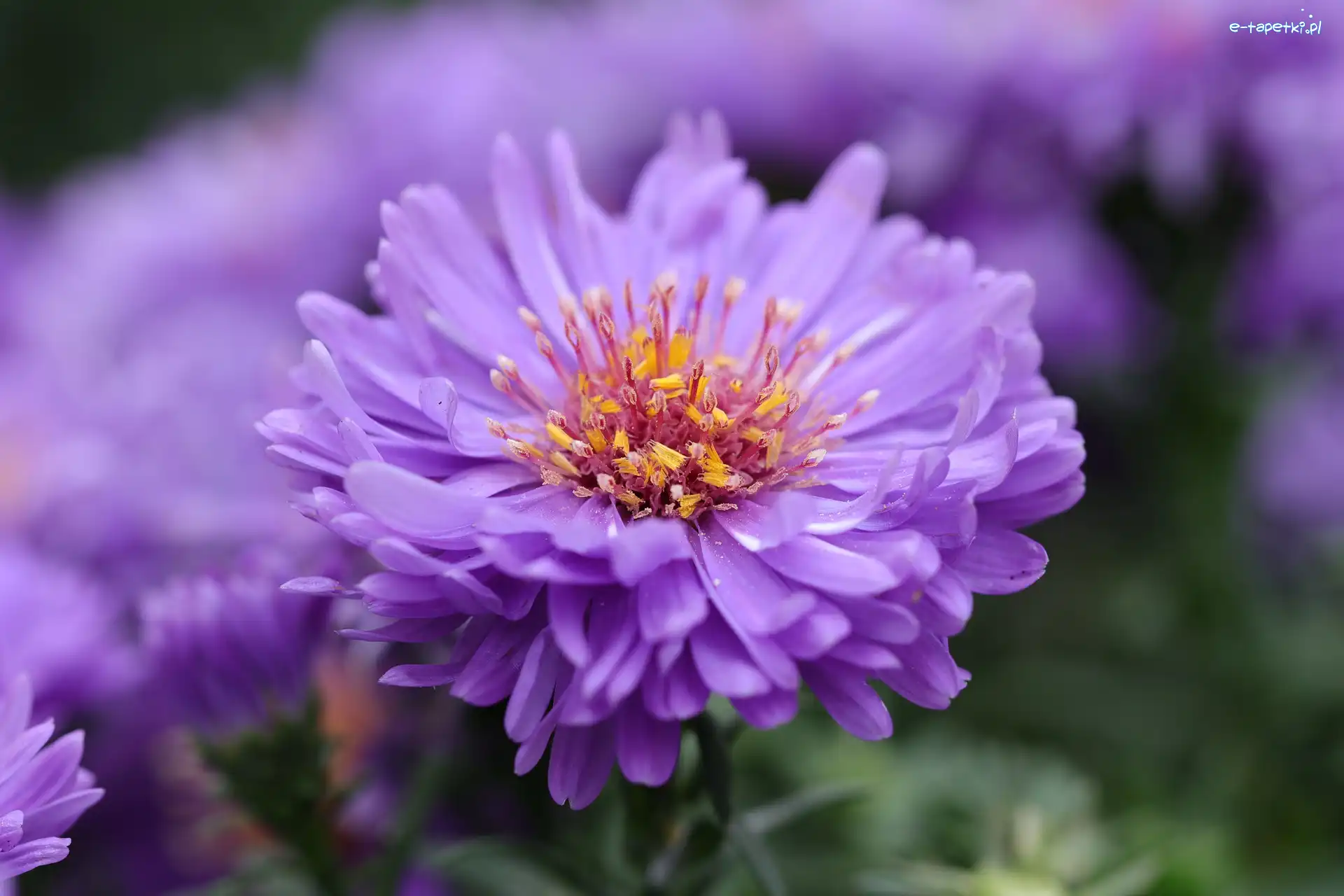 Fioletowy, Zbliżenie, Aster, Kwitnący