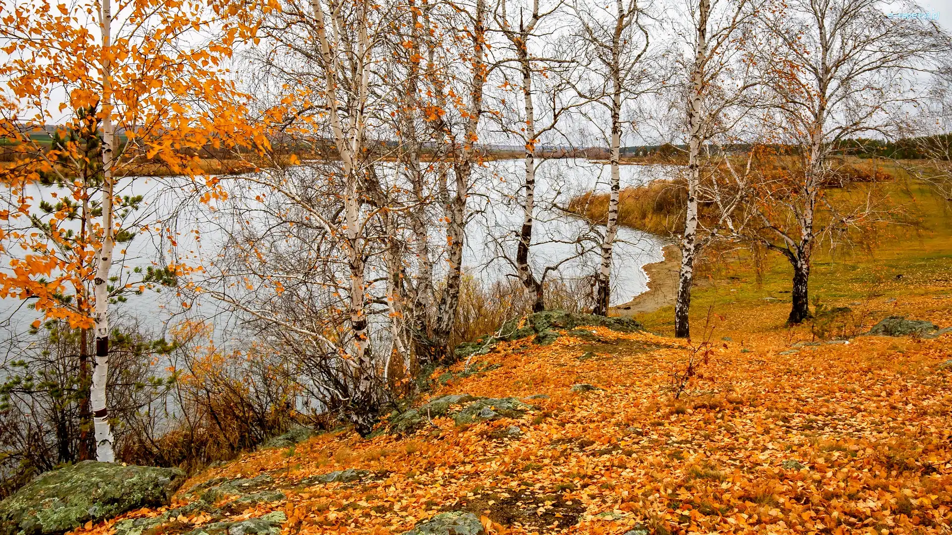Jezioro, Liście, Brzozy, Jesień