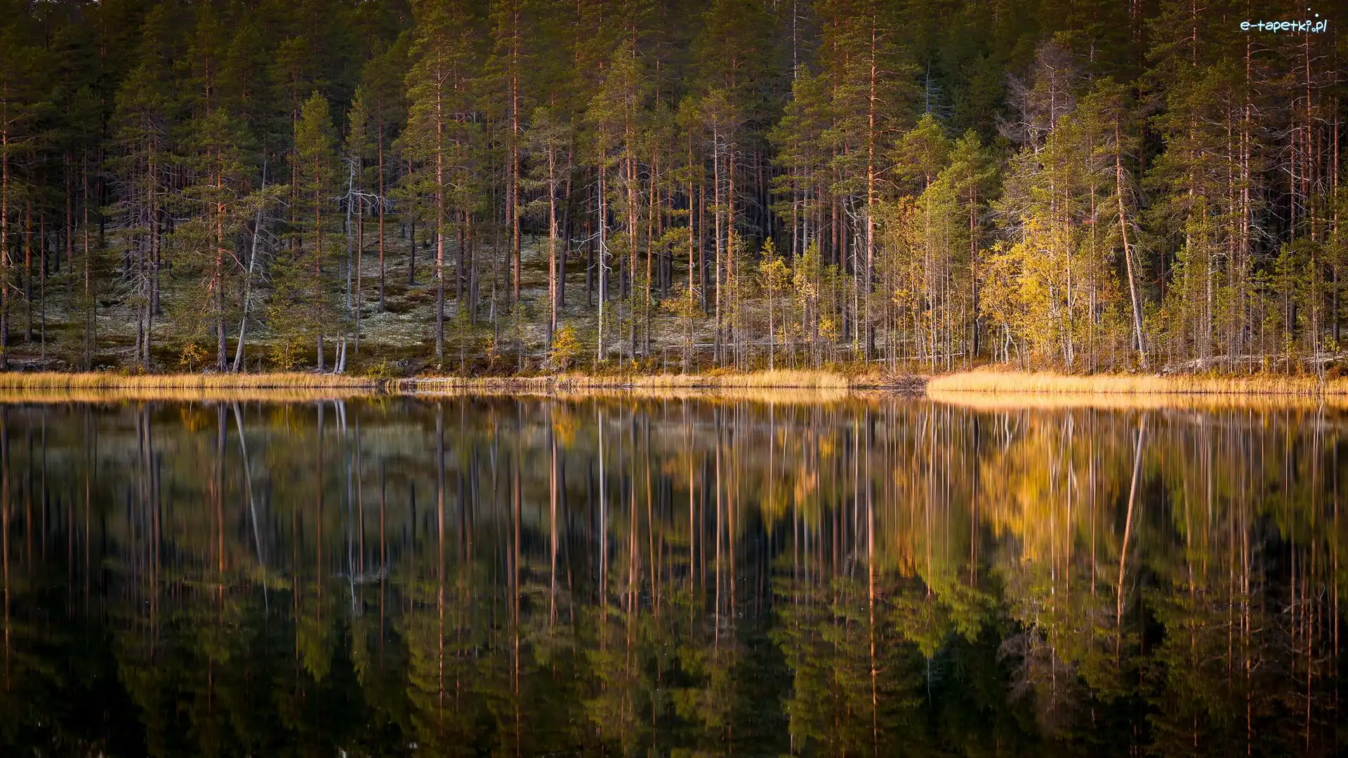Las, Jesień, Jezioro, Odbicie, Drzewa