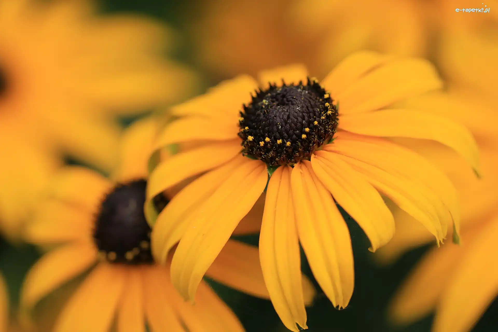 Kwitnąca, Zbliżenie, Rudbekia, Żółta